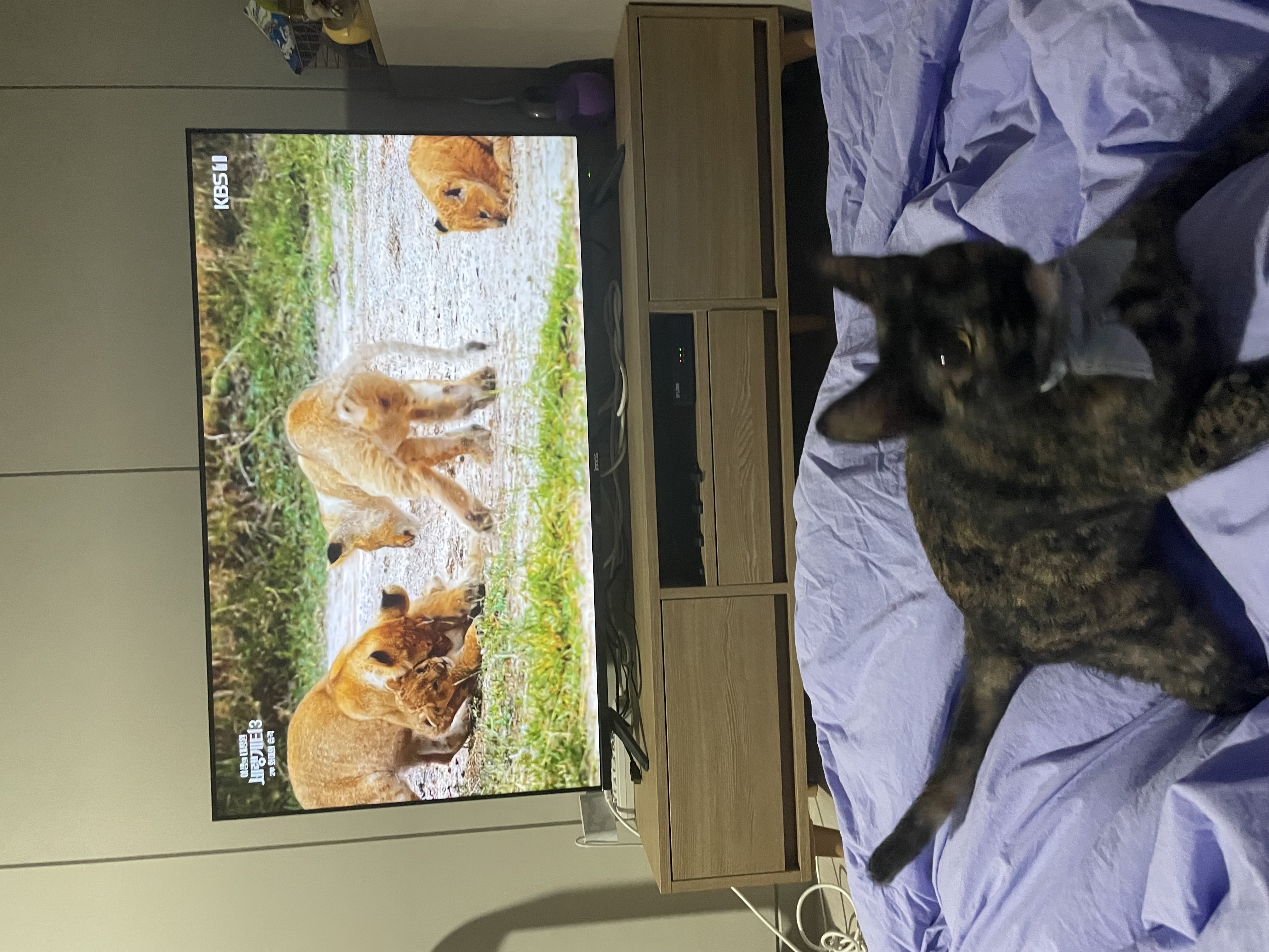 (전)고롱(현)미쯔 입양세달후기