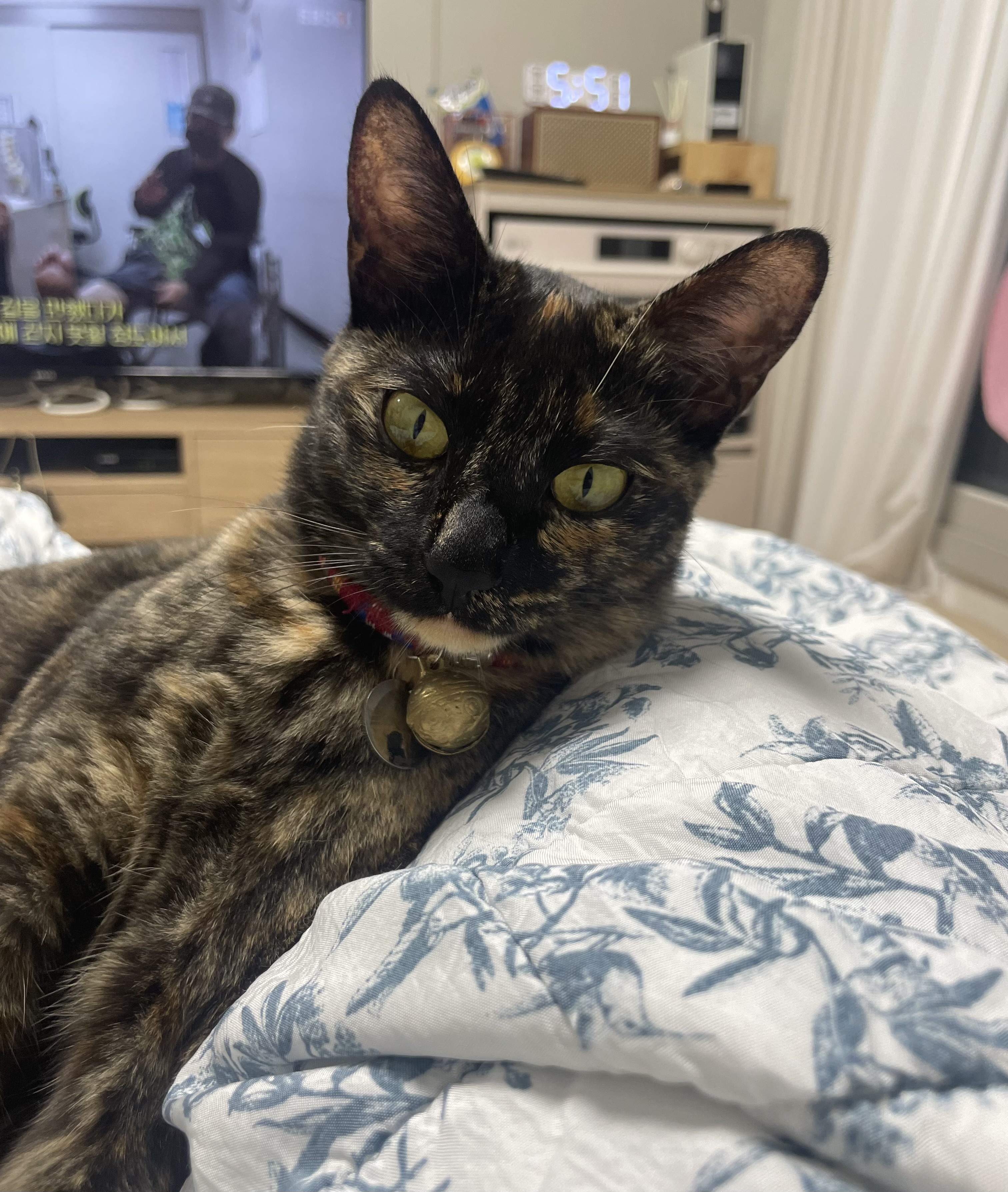 (전)고롱(현)미쯔 입양세달후기