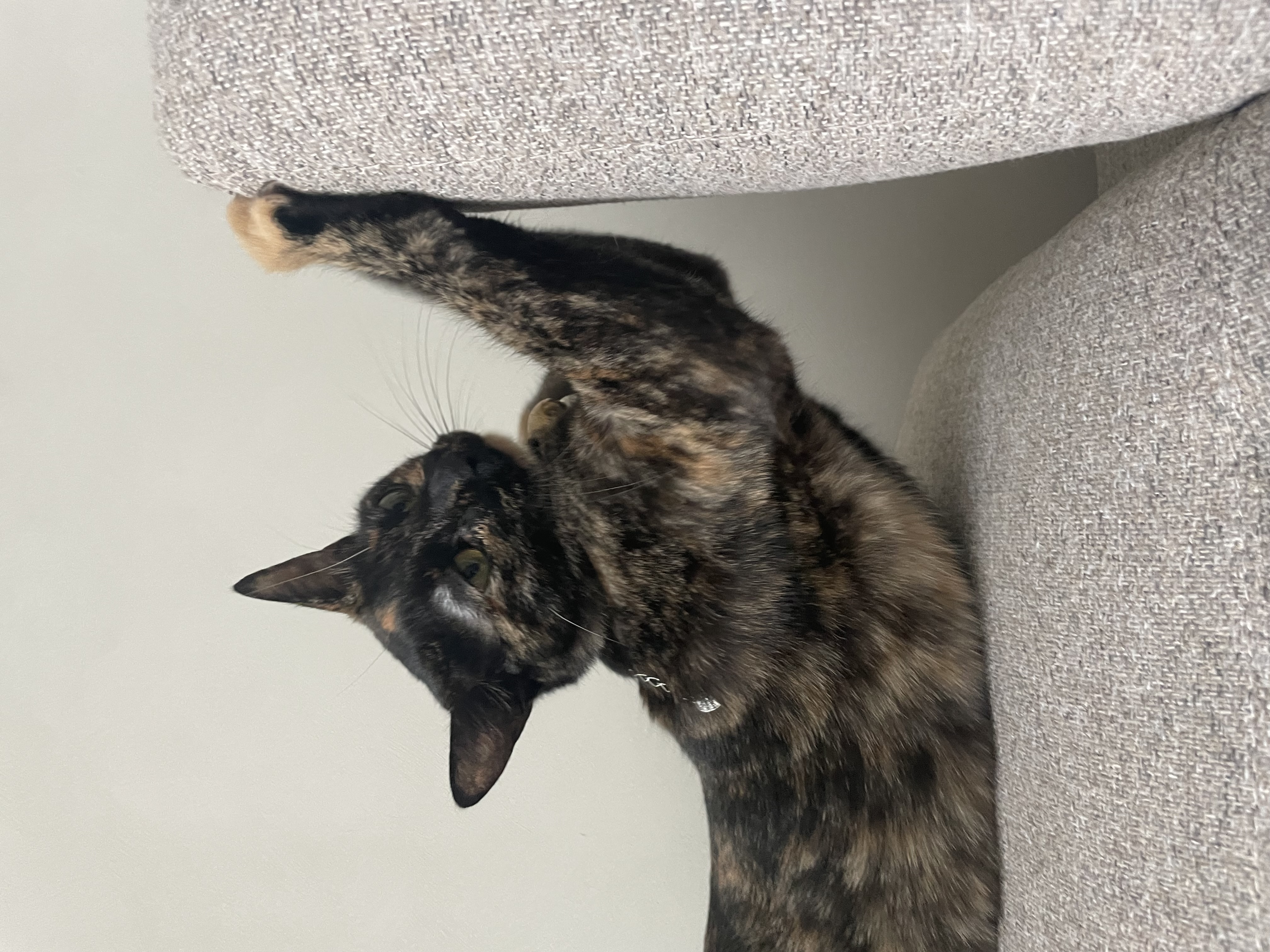 (전)고롱(현)미쯔 입양세달후기