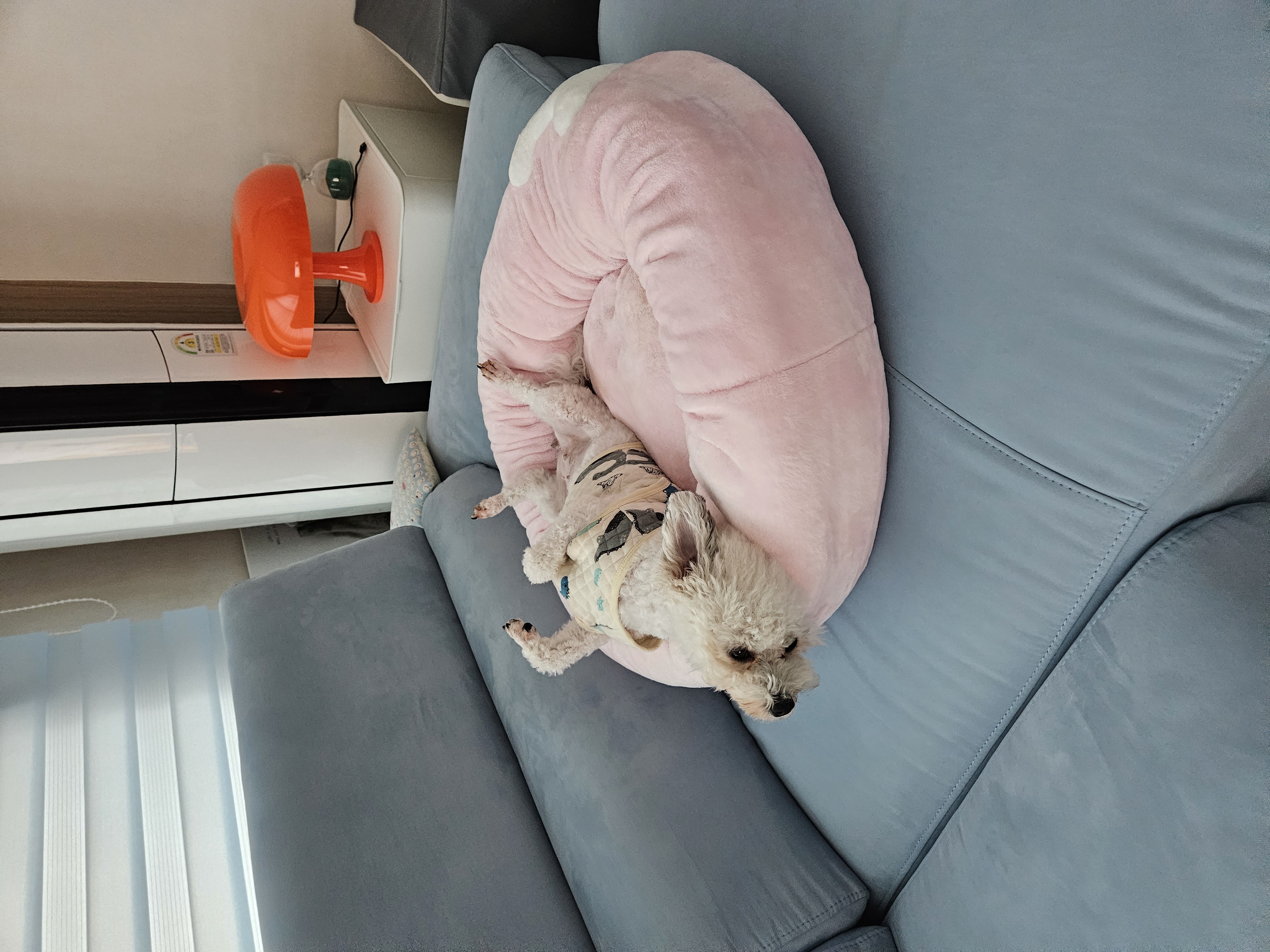 알록이(미소)3개월 소식