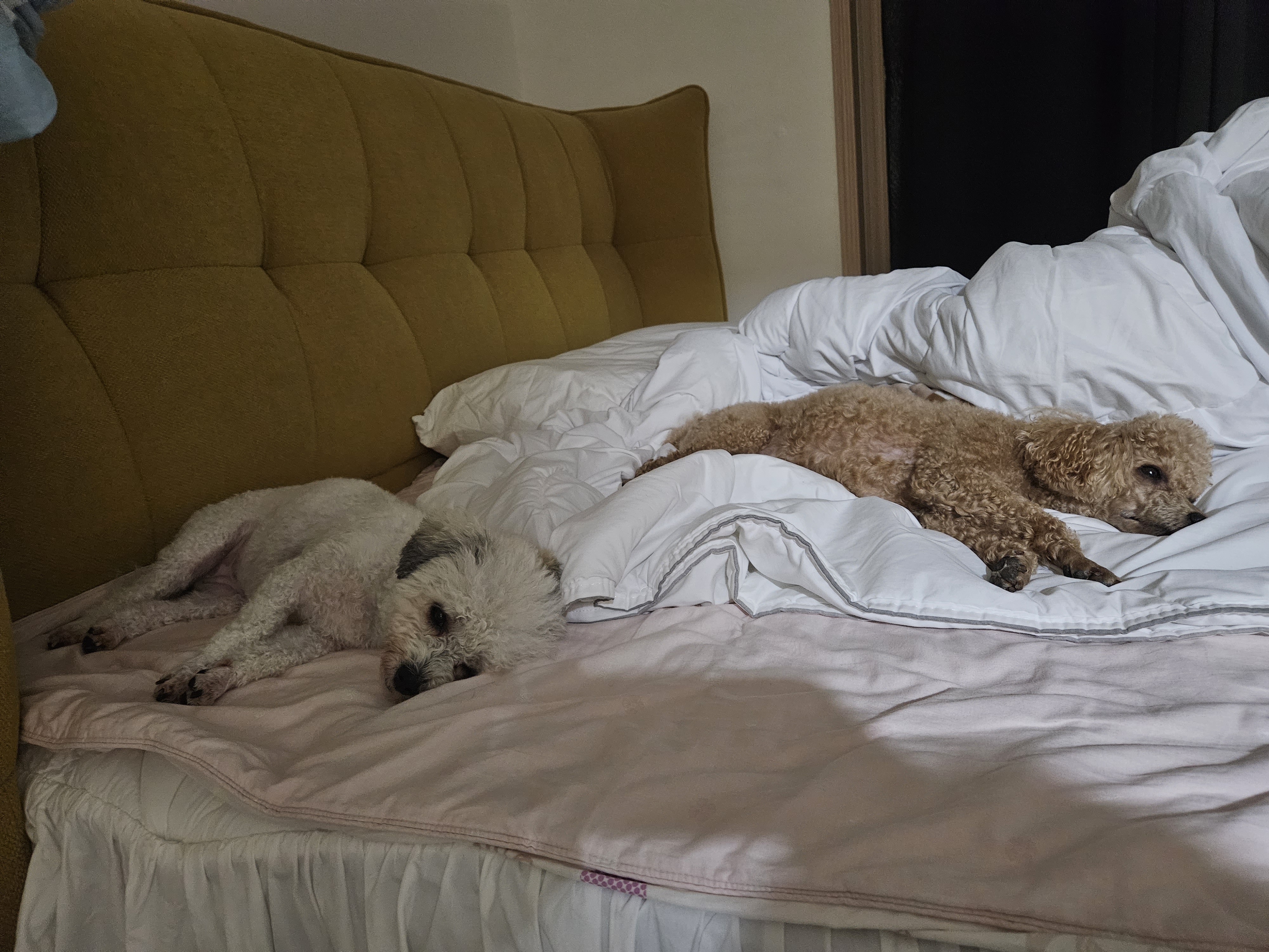 알록이(미소)3개월 소식