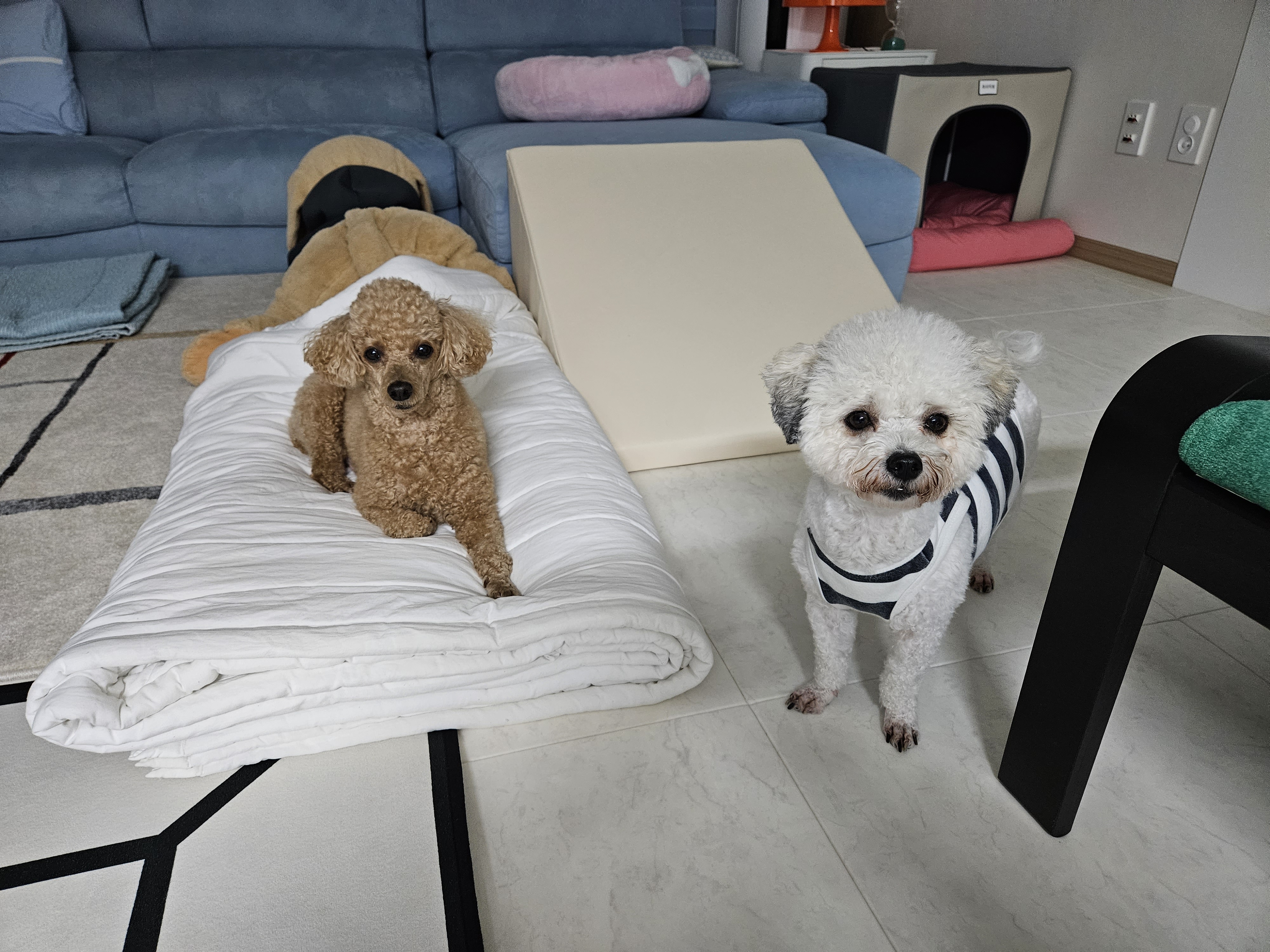 알록이(미소)3개월 소식