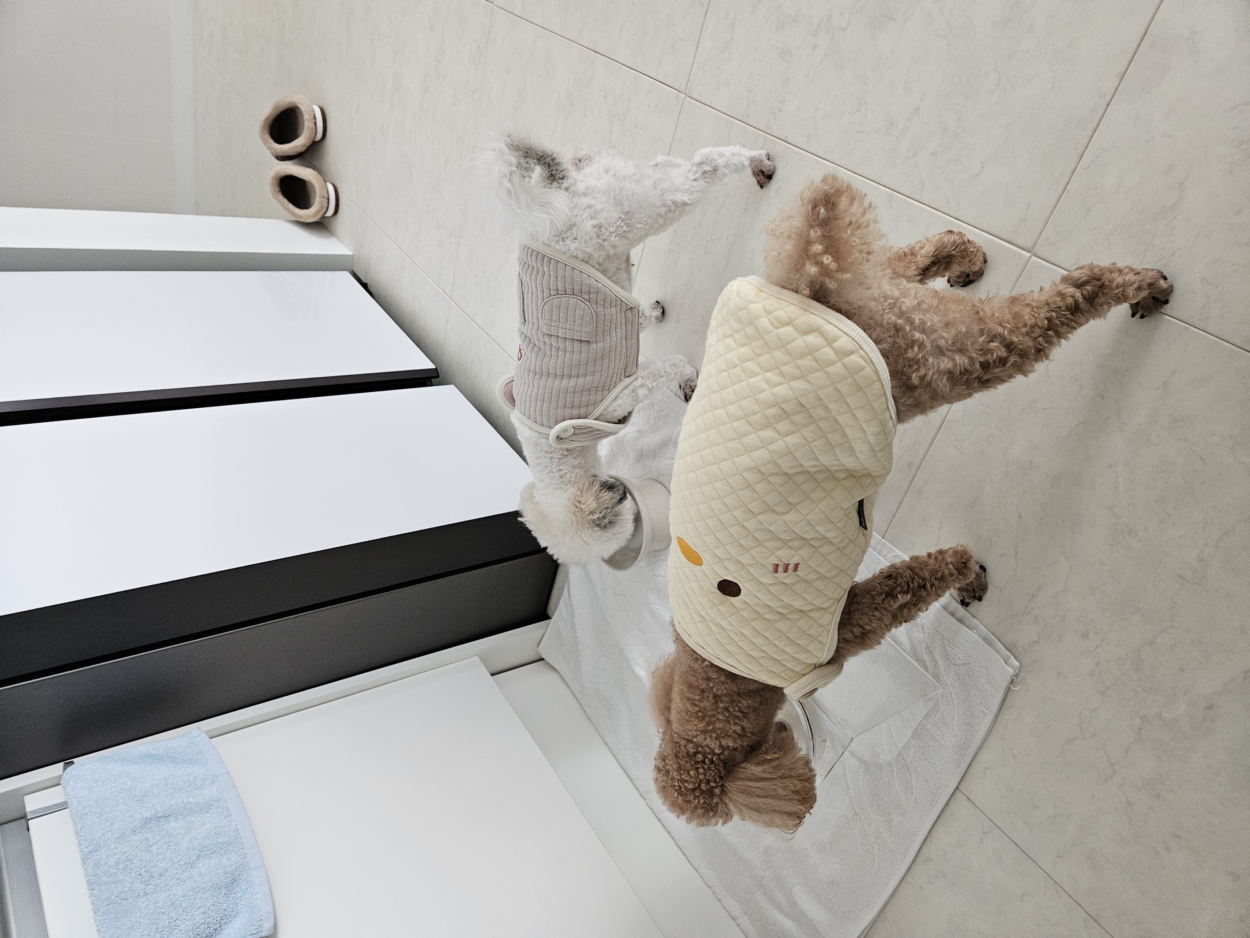 알록이(미소)3개월 소식