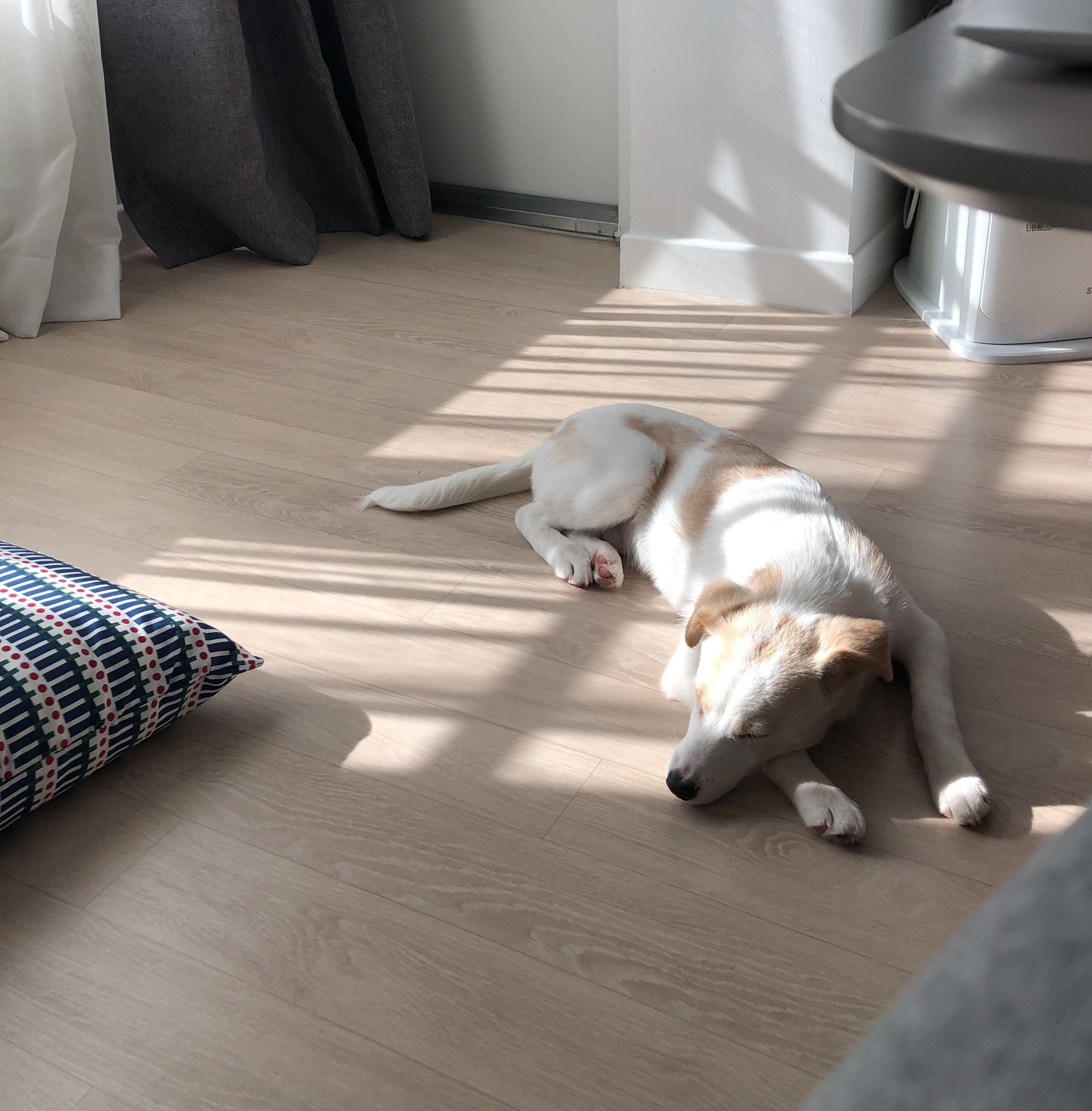 구구(구 건빛이) 입양 일주일차 