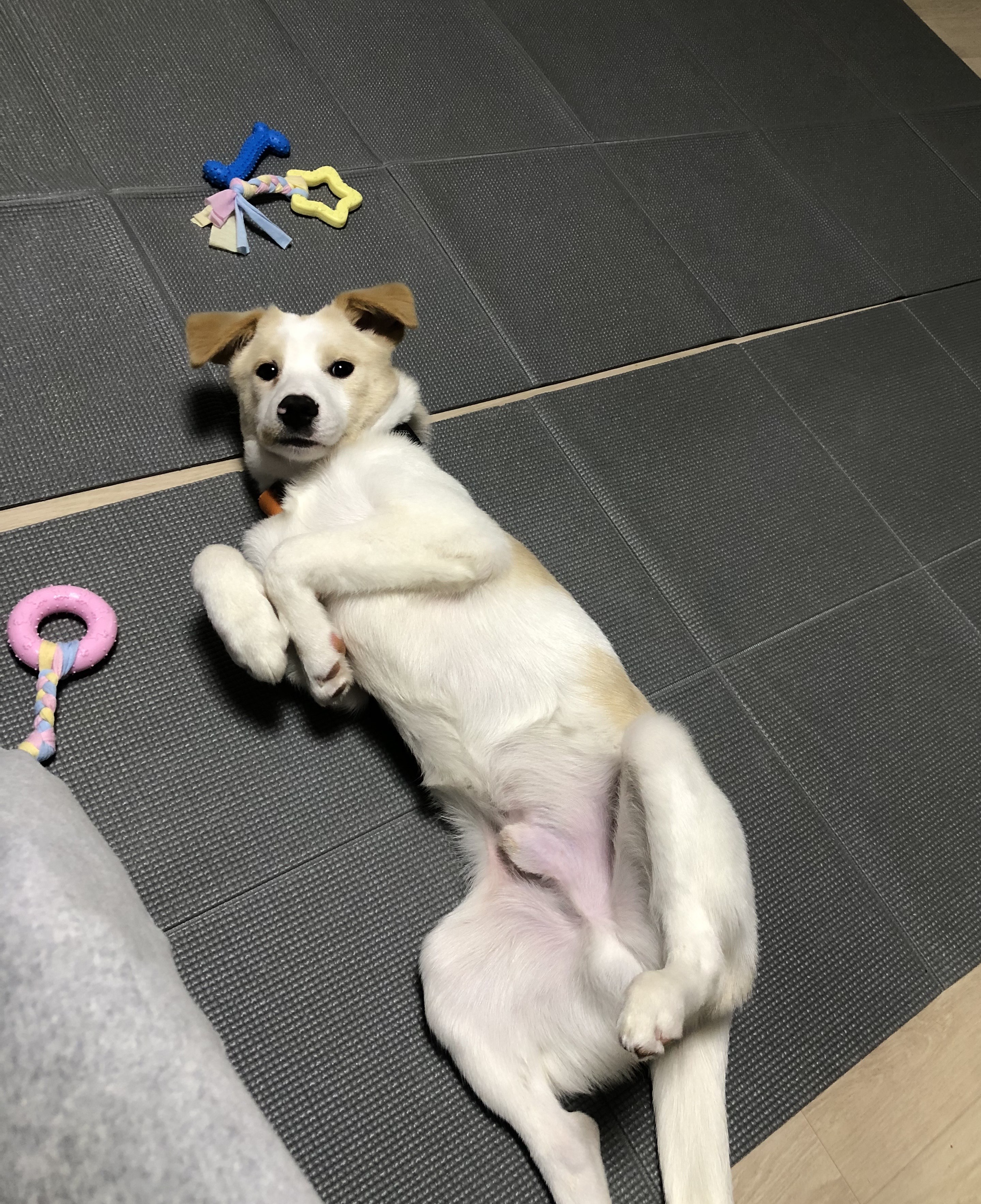 구구(구 건빛이) 입양 일주일차 