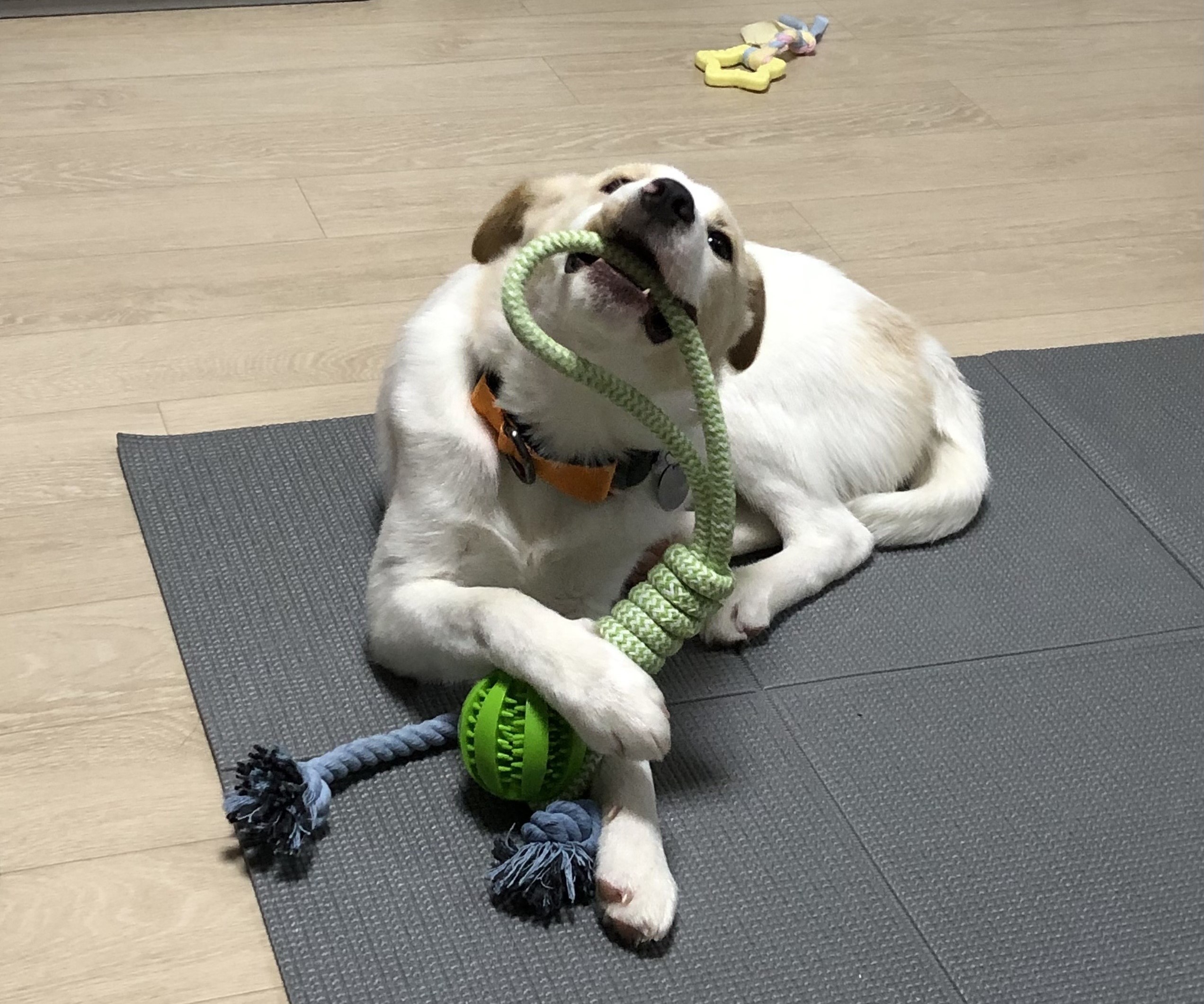 구구(구 건빛이) 입양 일주일차 