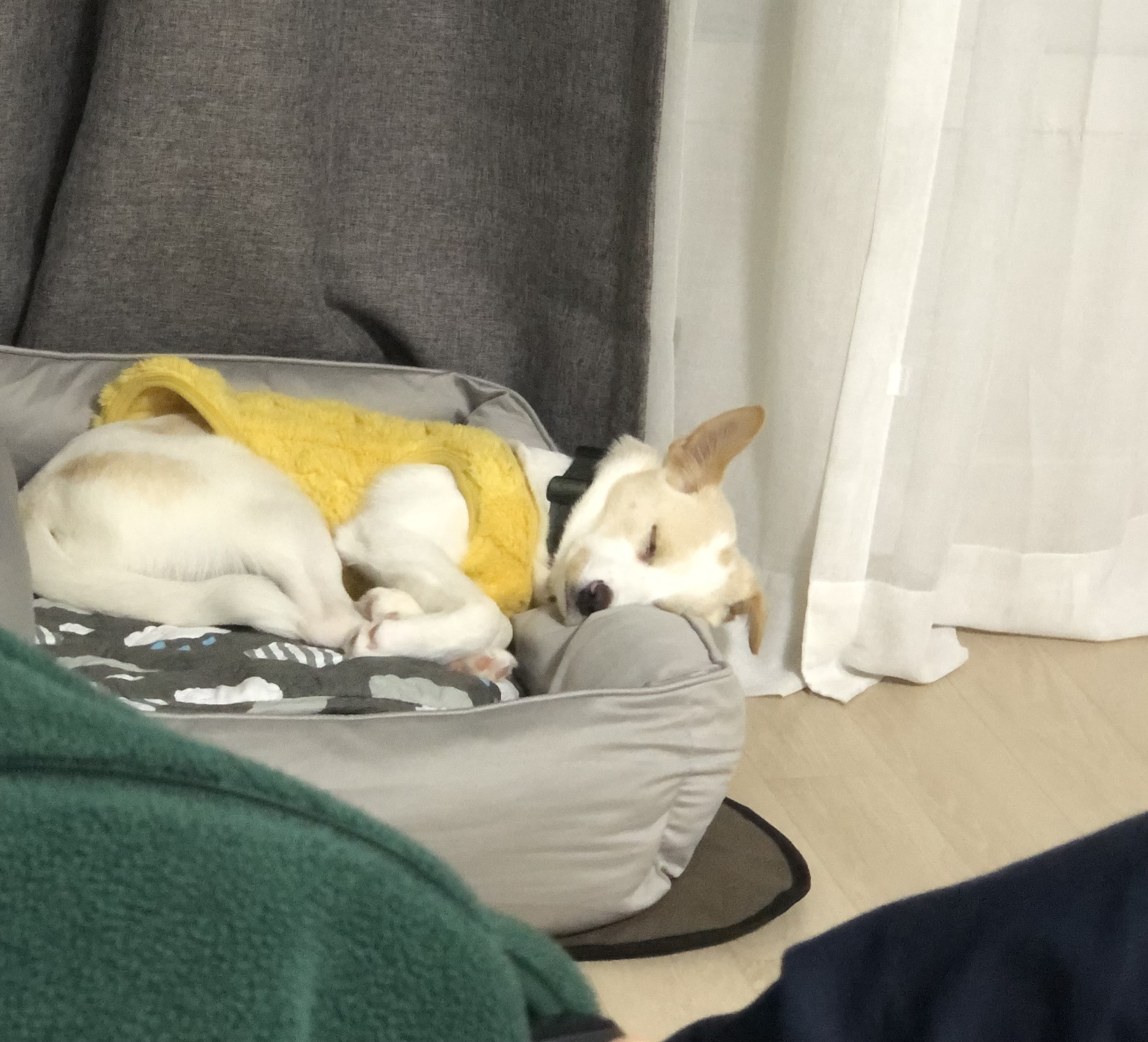 구구(구 건빛이) 입양 일주일차 