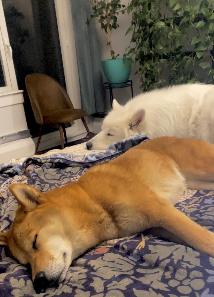 [해외입양] 캐나다 몬트리올에서 전해온 '삼금이' 소식💌