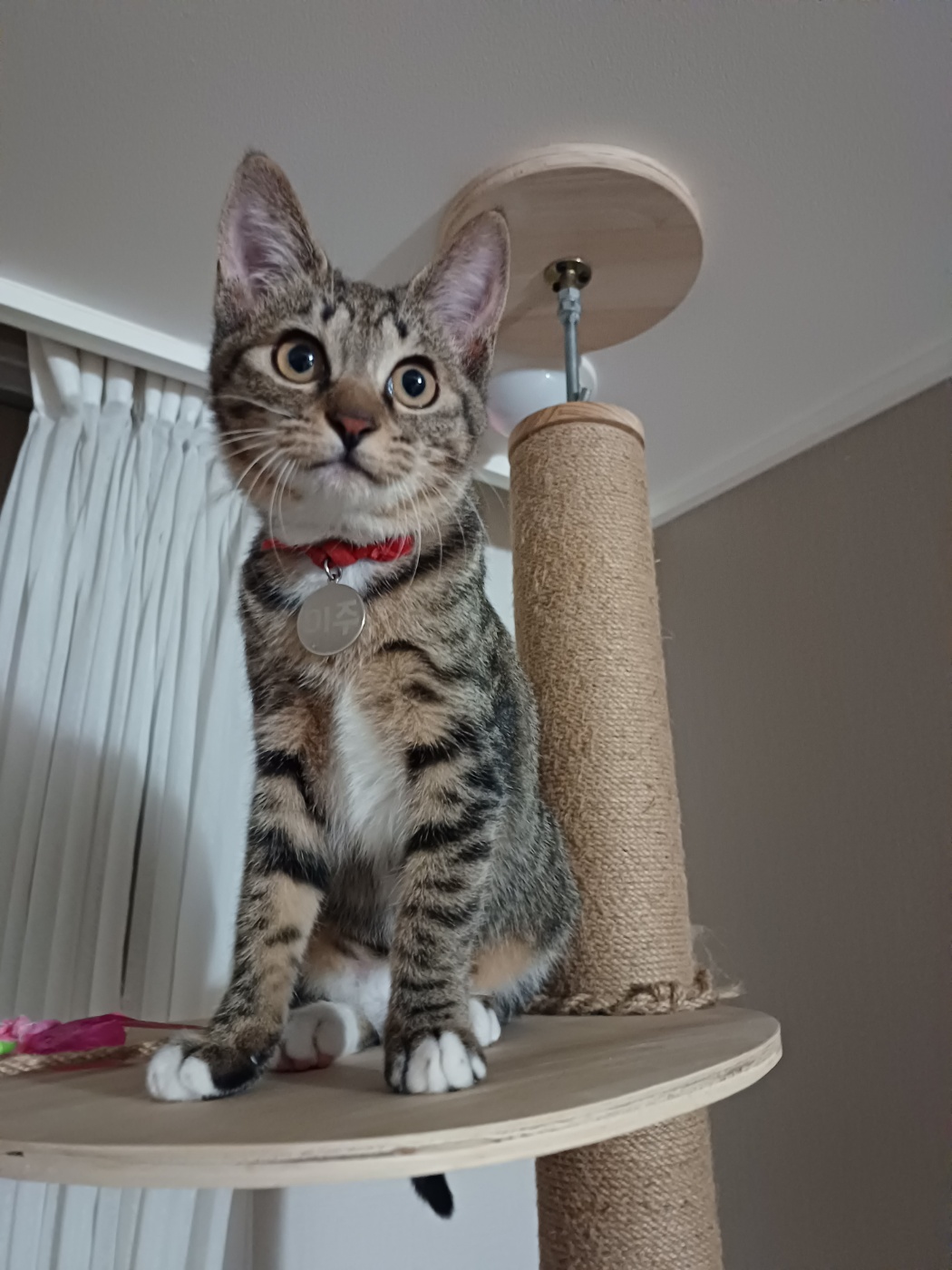 입양 5주차 천방지축 (구)승희 (현)길동