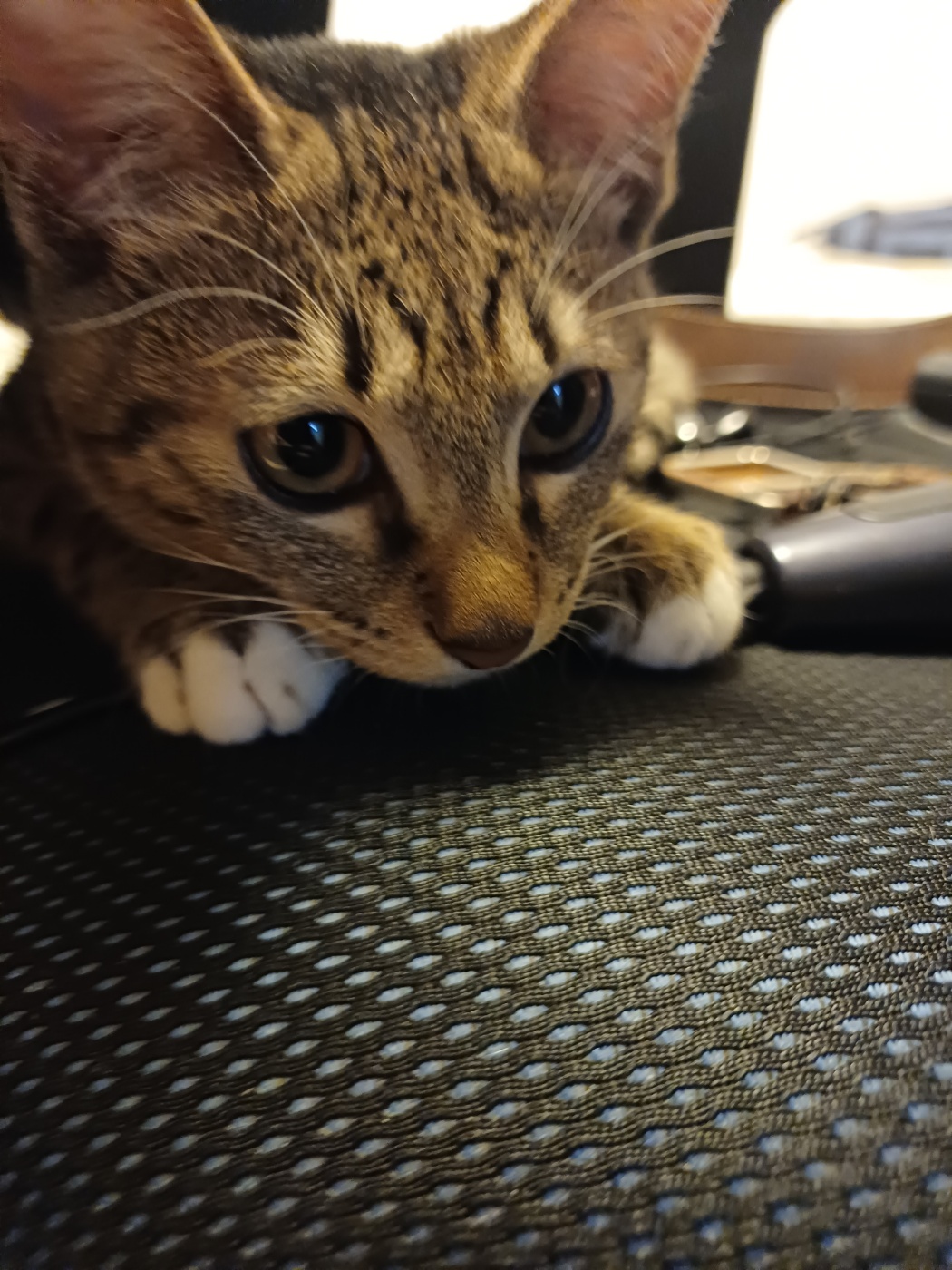 입양 5주차 천방지축 (구)승희 (현)길동