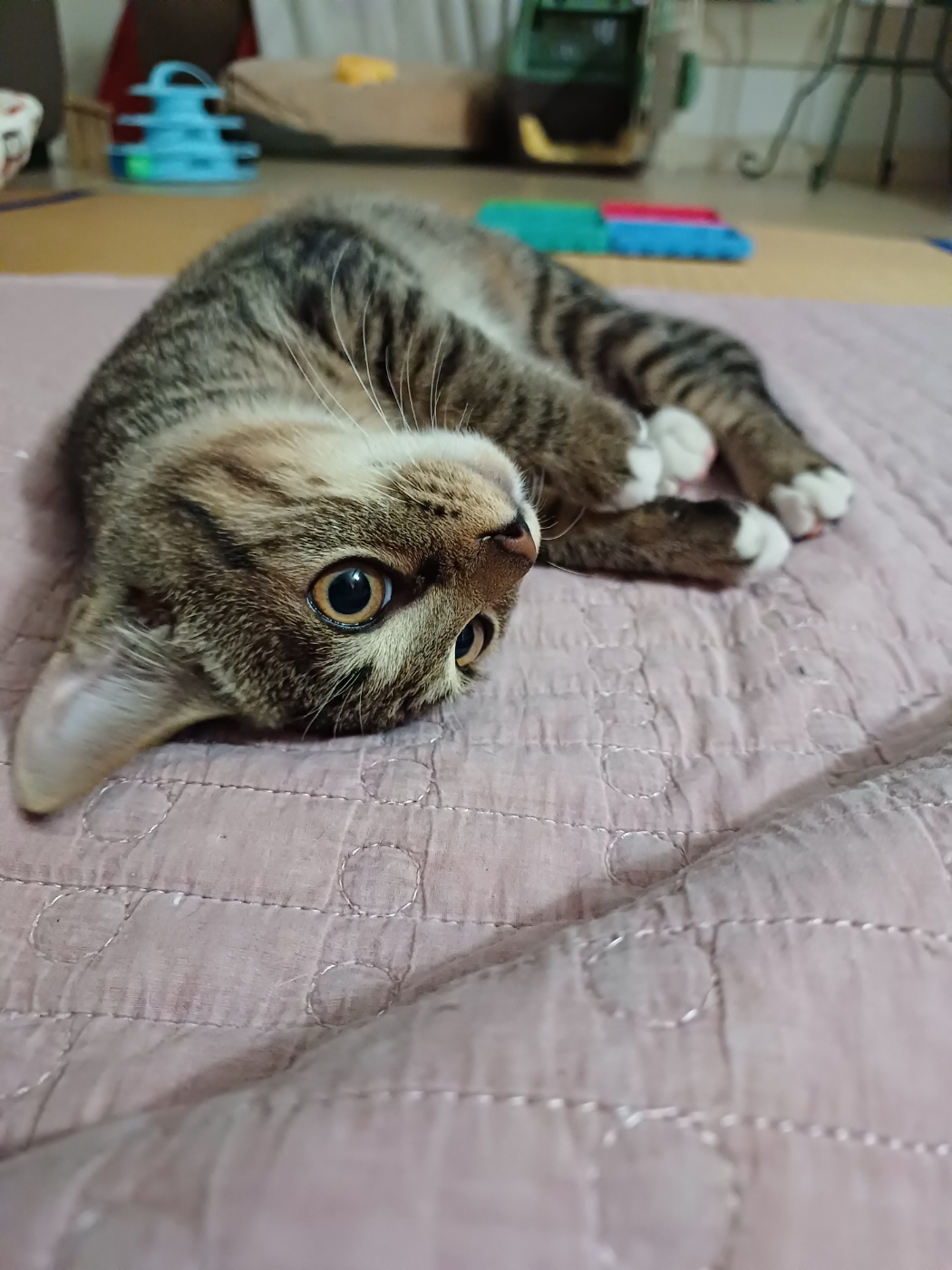 입양 5주차 천방지축 (구)승희 (현)길동