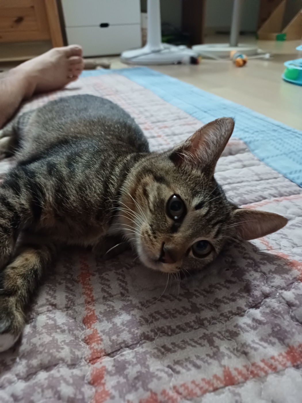 입양 5주차 천방지축 (구)승희 (현)길동