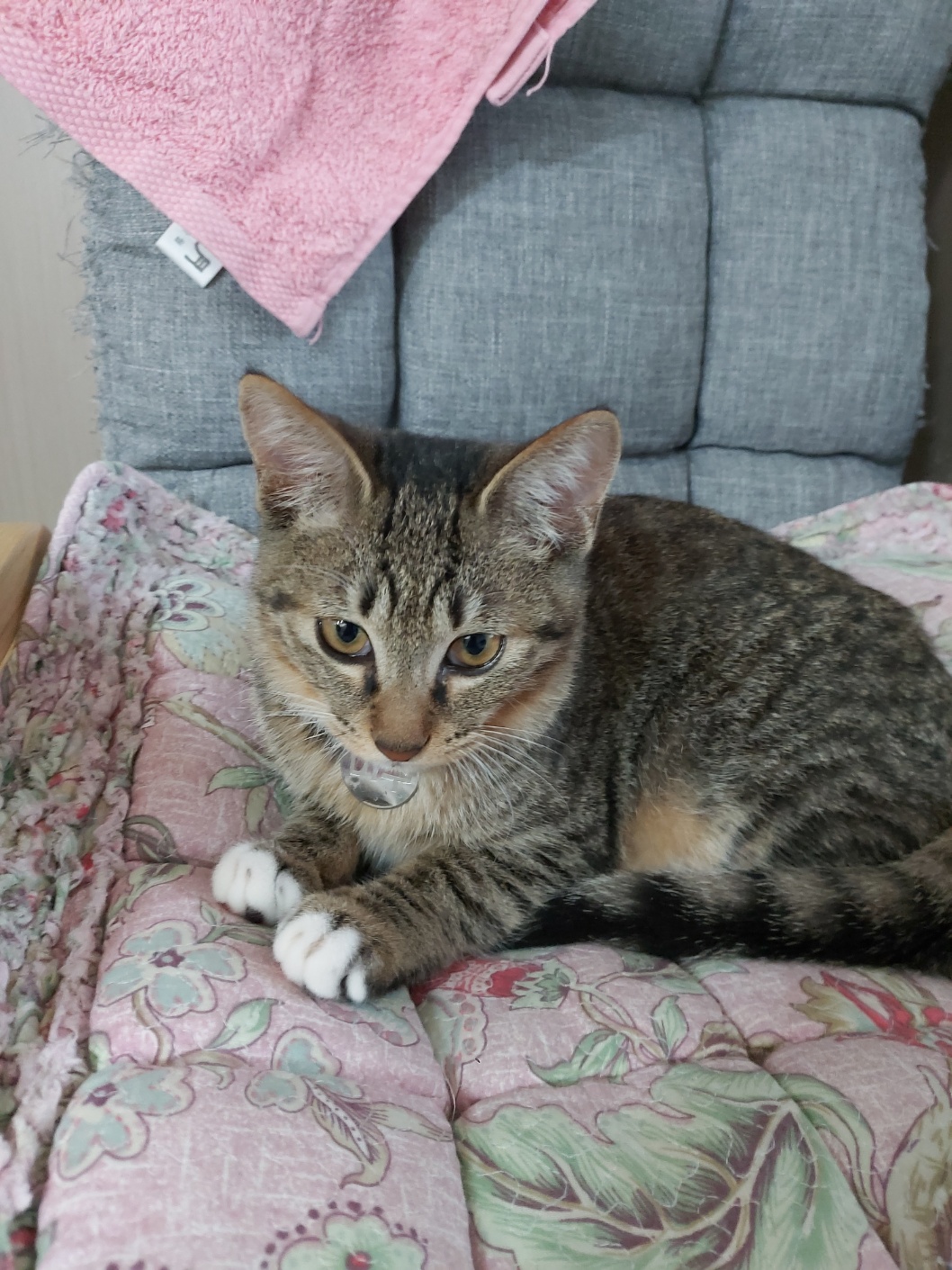 입양 5주차 천방지축 (구)승희 (현)길동