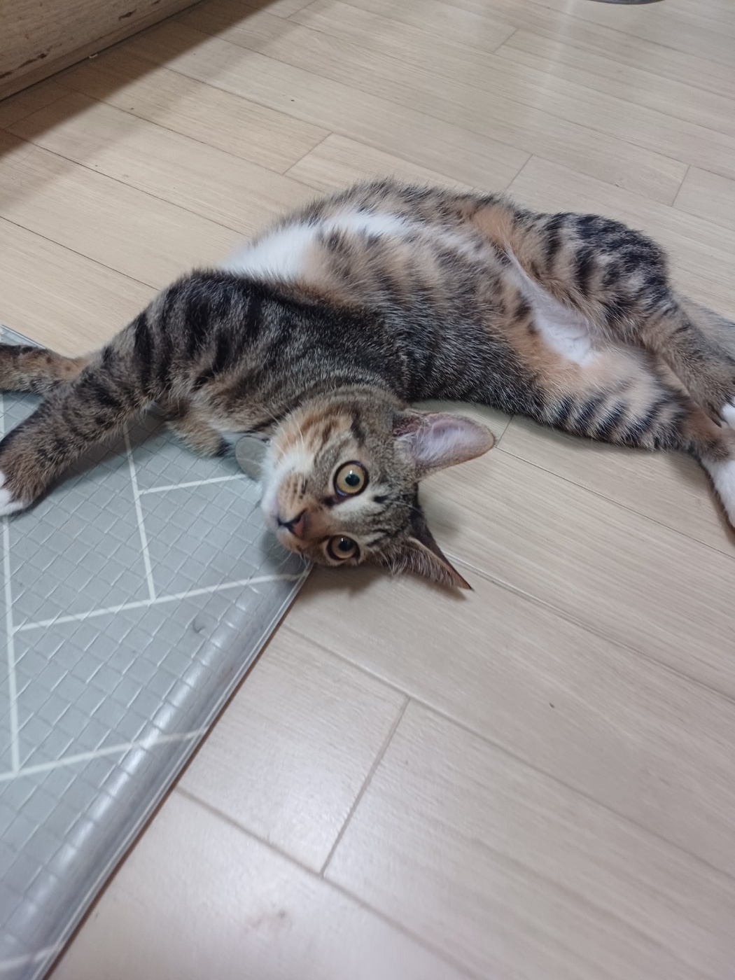 입양 5주차 천방지축 (구)승희 (현)길동