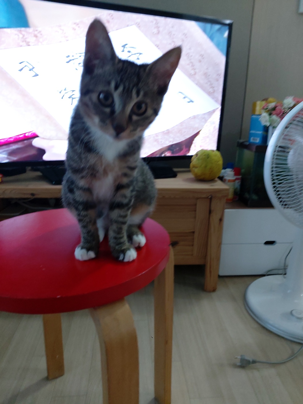 입양 5주차 천방지축 (구)승희 (현)길동