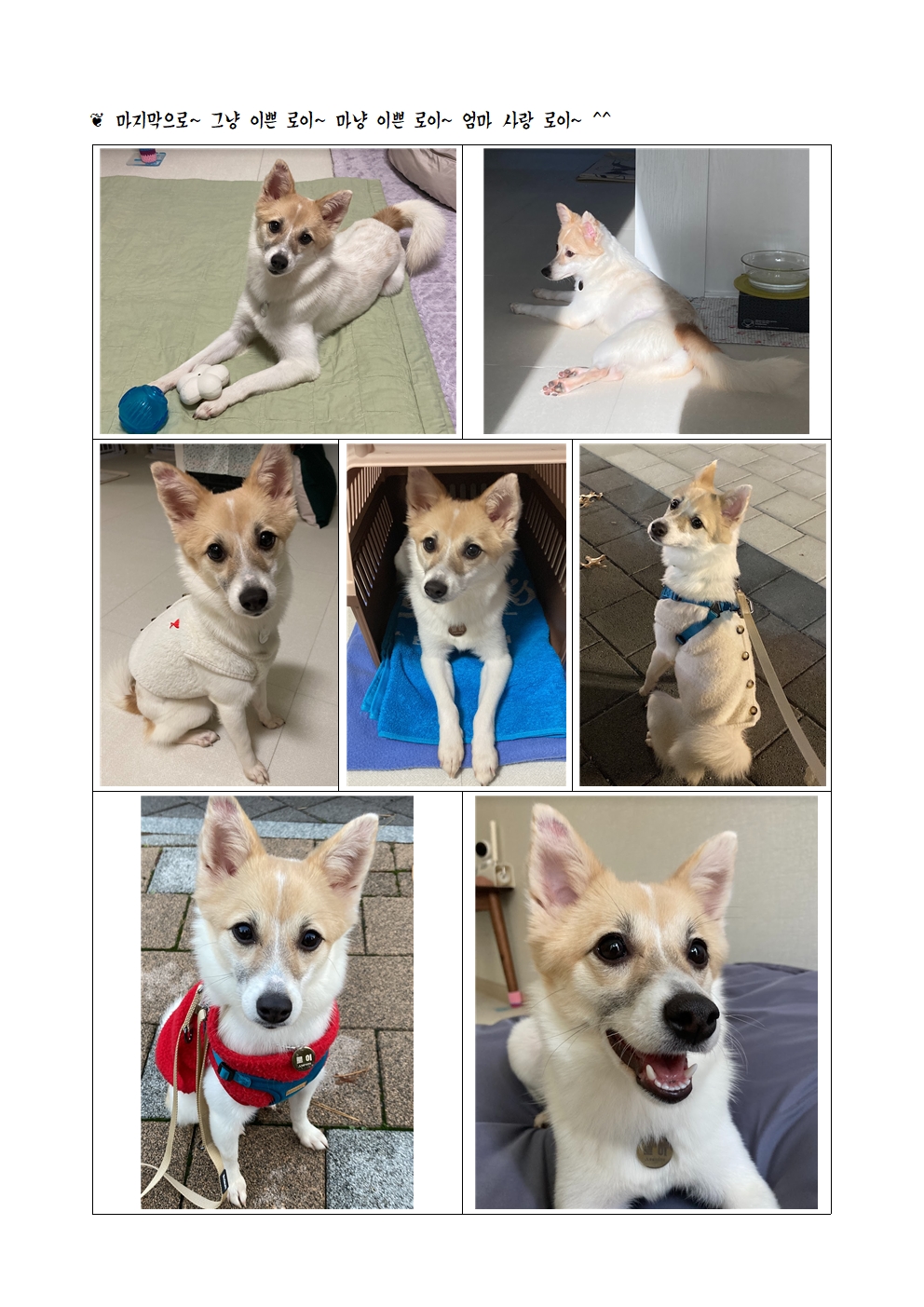 로이(달빛이) 입양 한 달 이야기 ^^