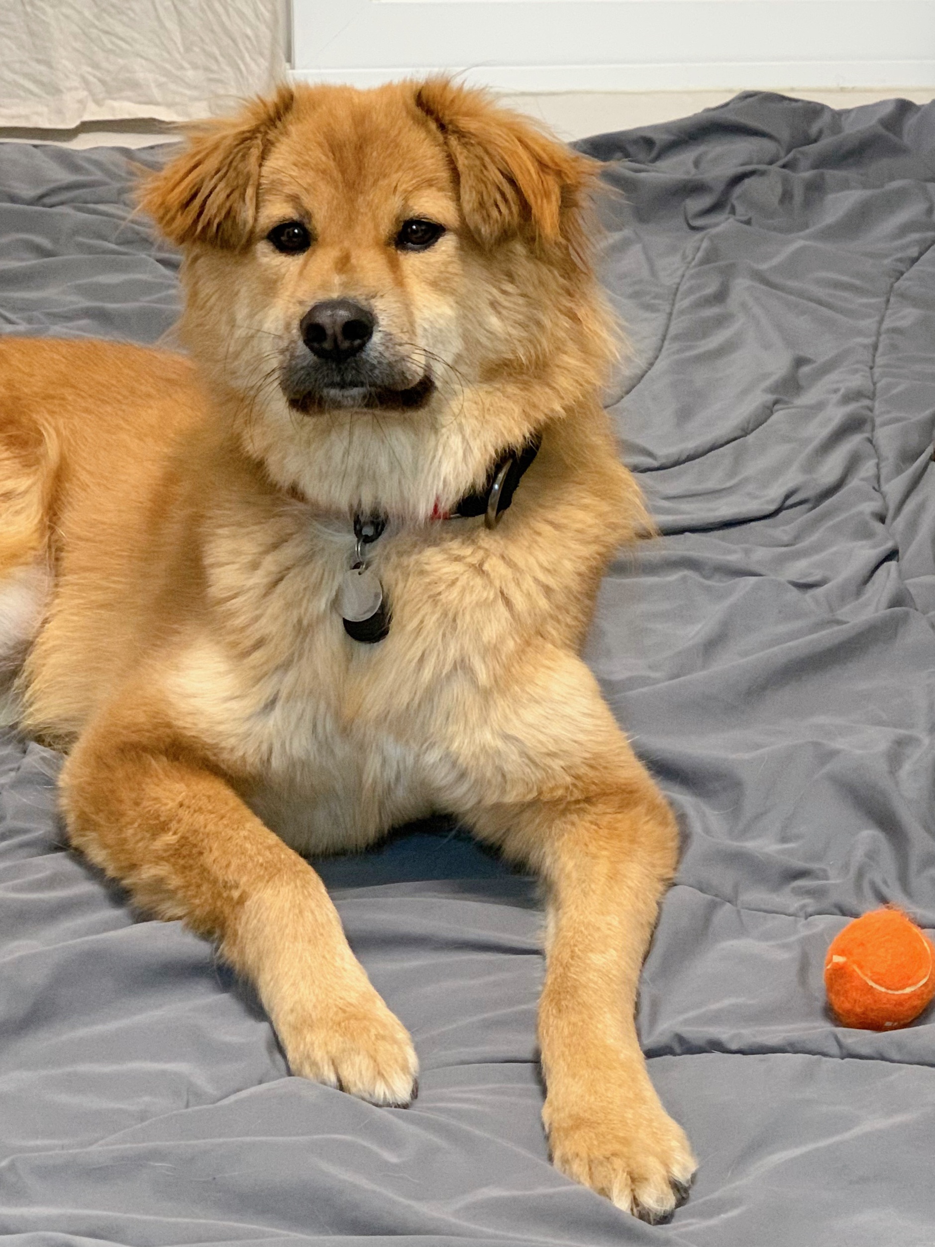 통통이 임시보호 한달 후기