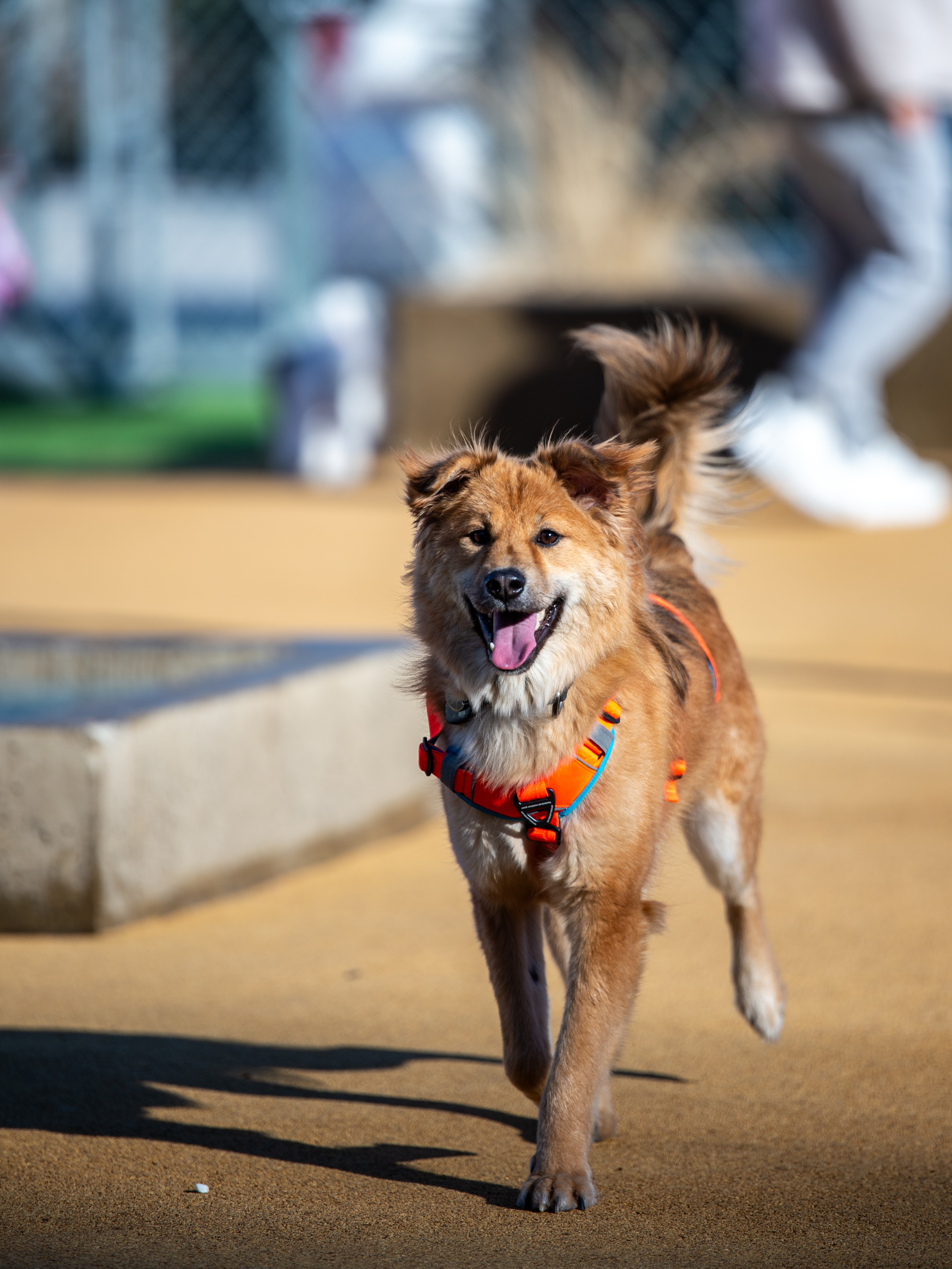 통통이 임시보호 한달 후기