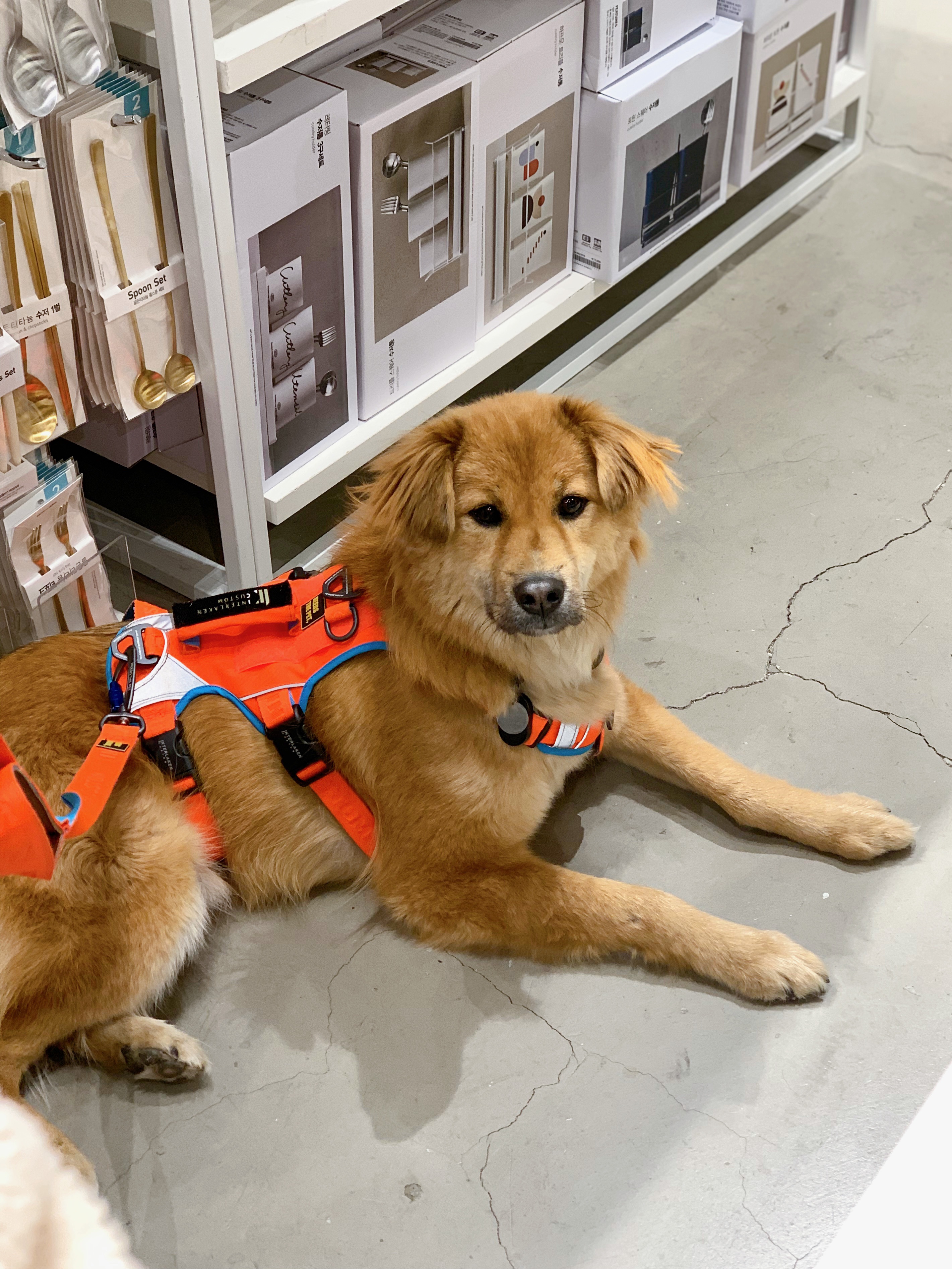 통통이 임시보호 한달 후기