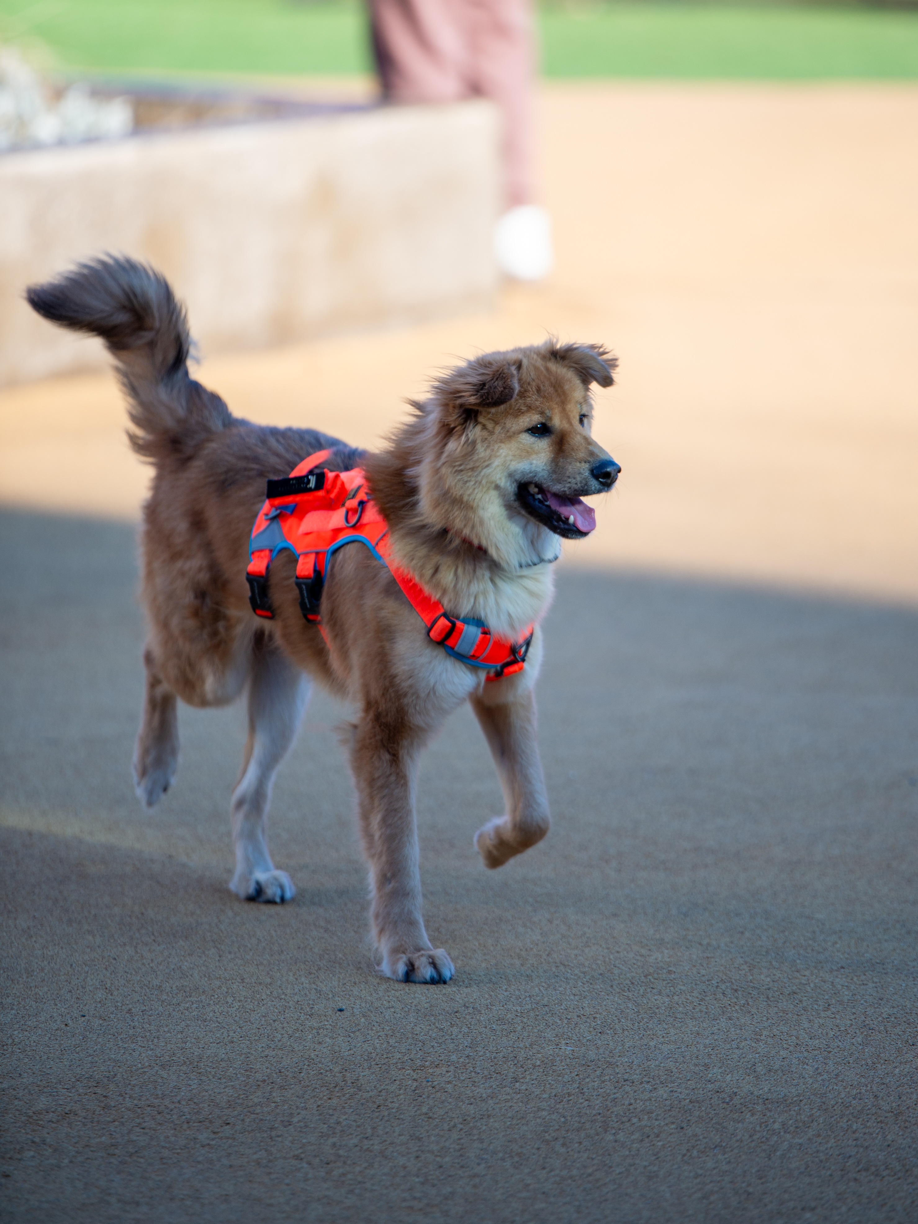 통통이 임시보호 한달 후기