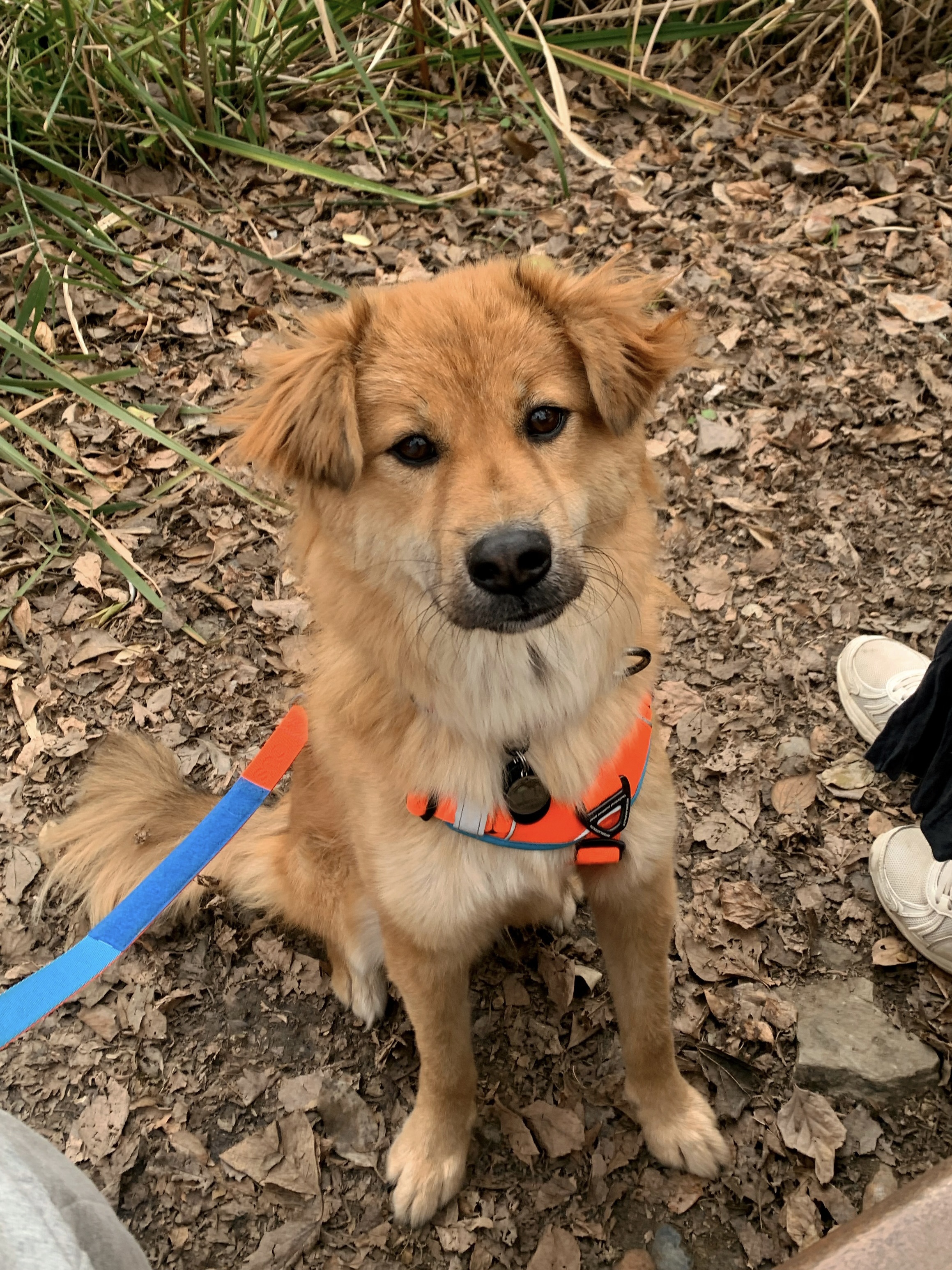 통통이 임시보호 한달 후기