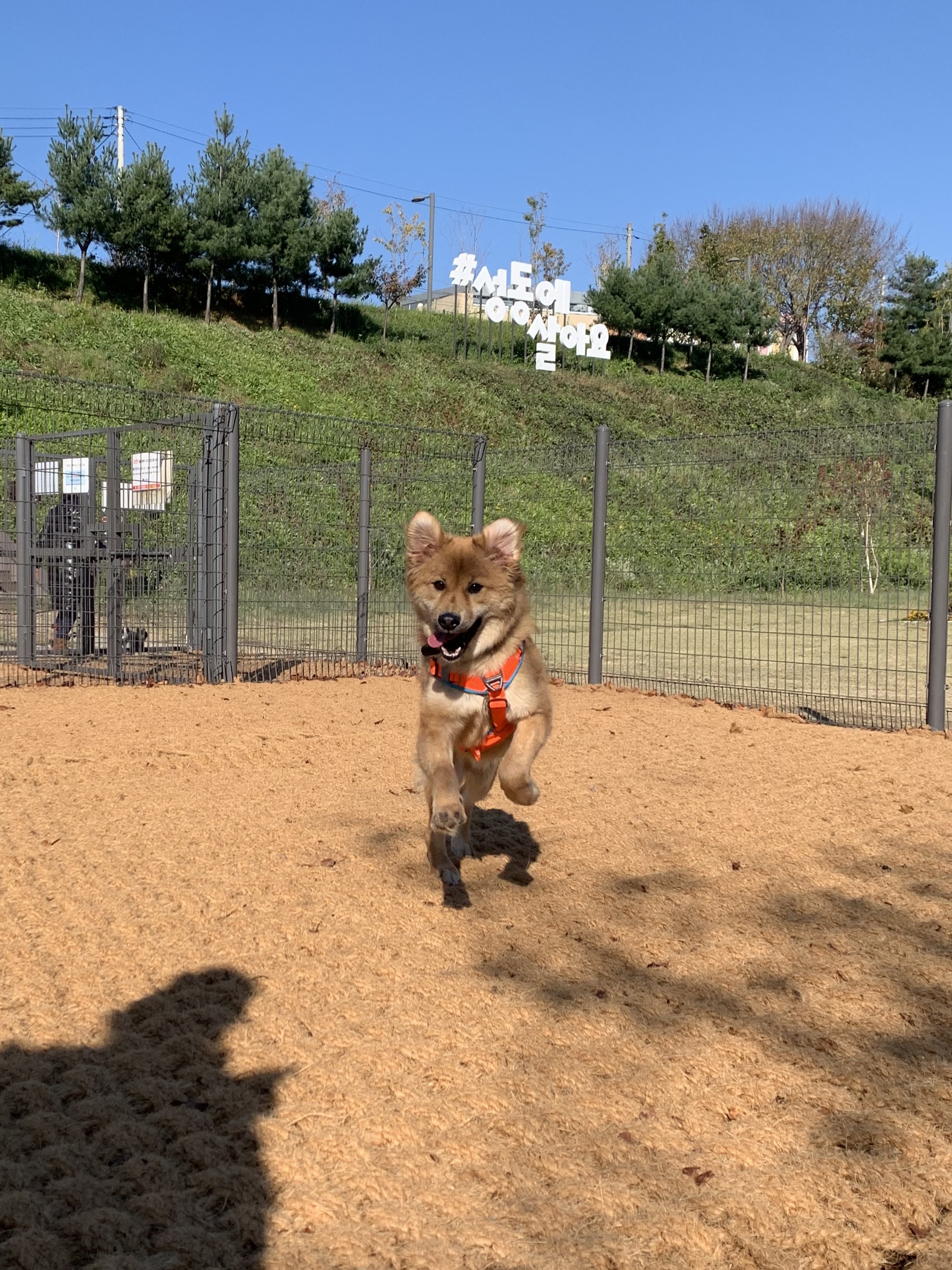 통통이 임시보호 한달 후기
