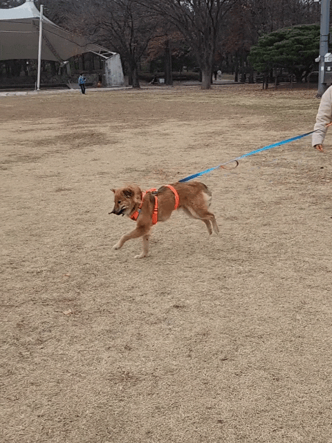 통통이 임시보호 한달 후기