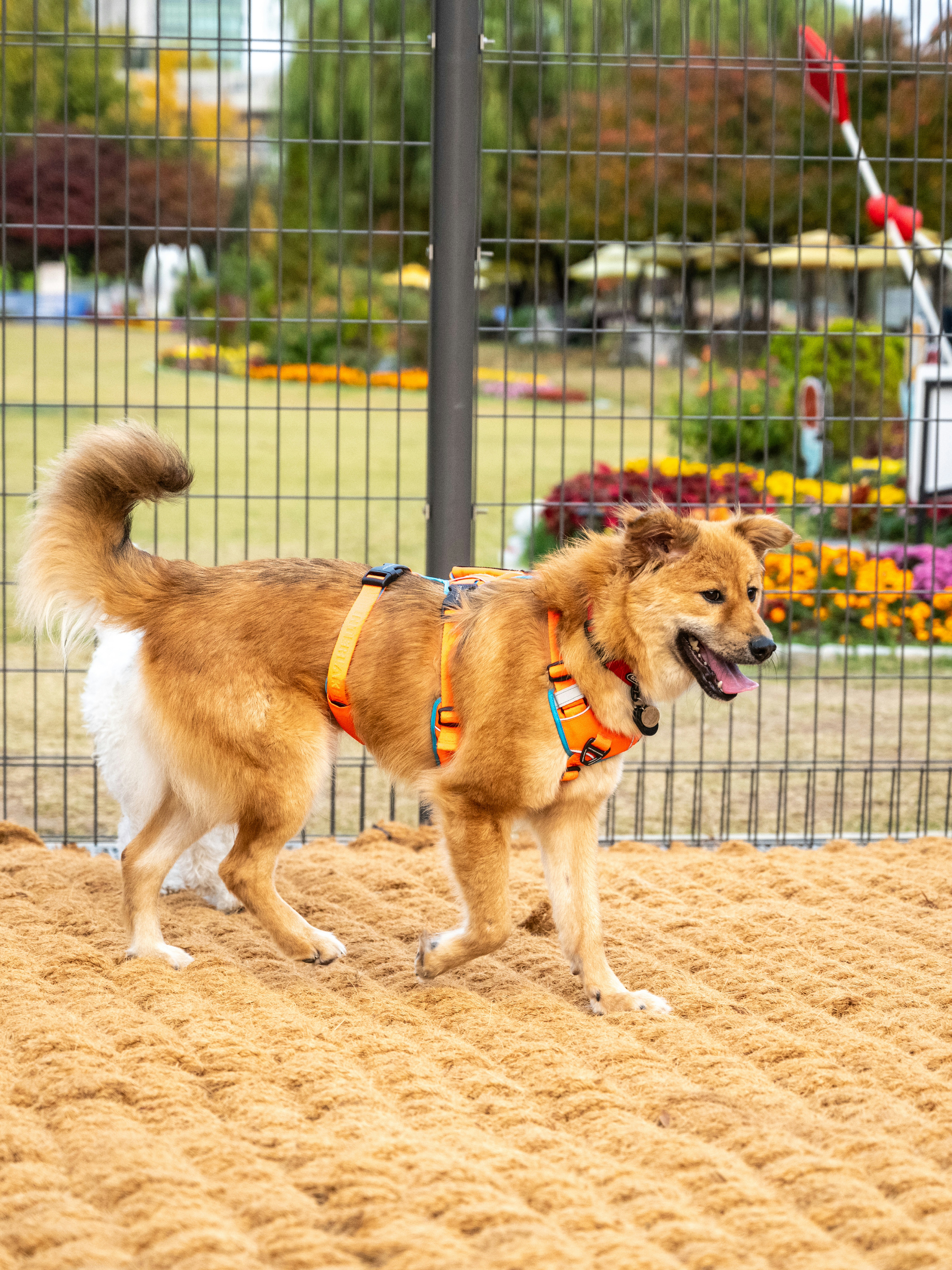 통통이 임시보호 한달 후기 2