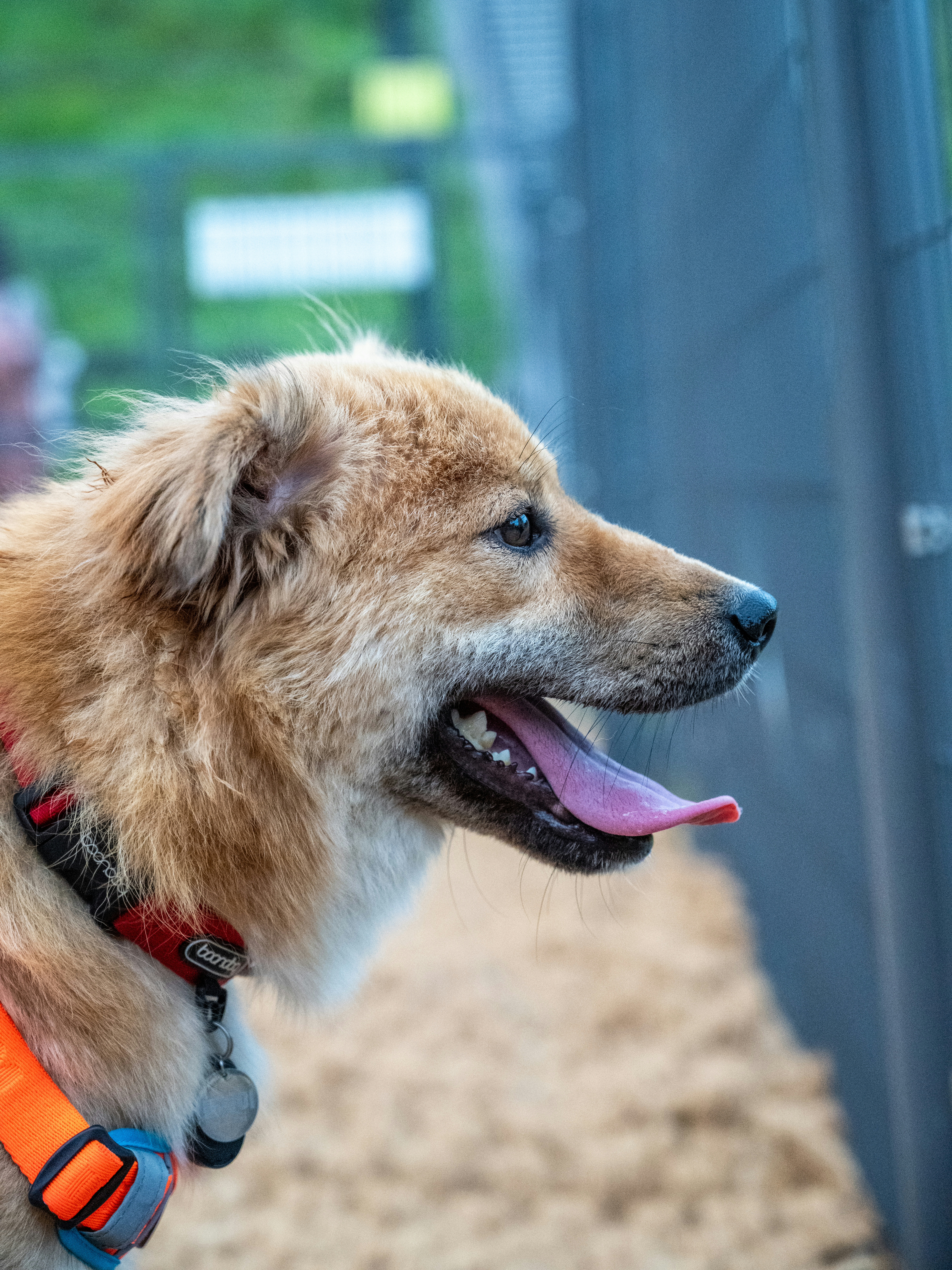 통통이 임시보호 한달 후기 2