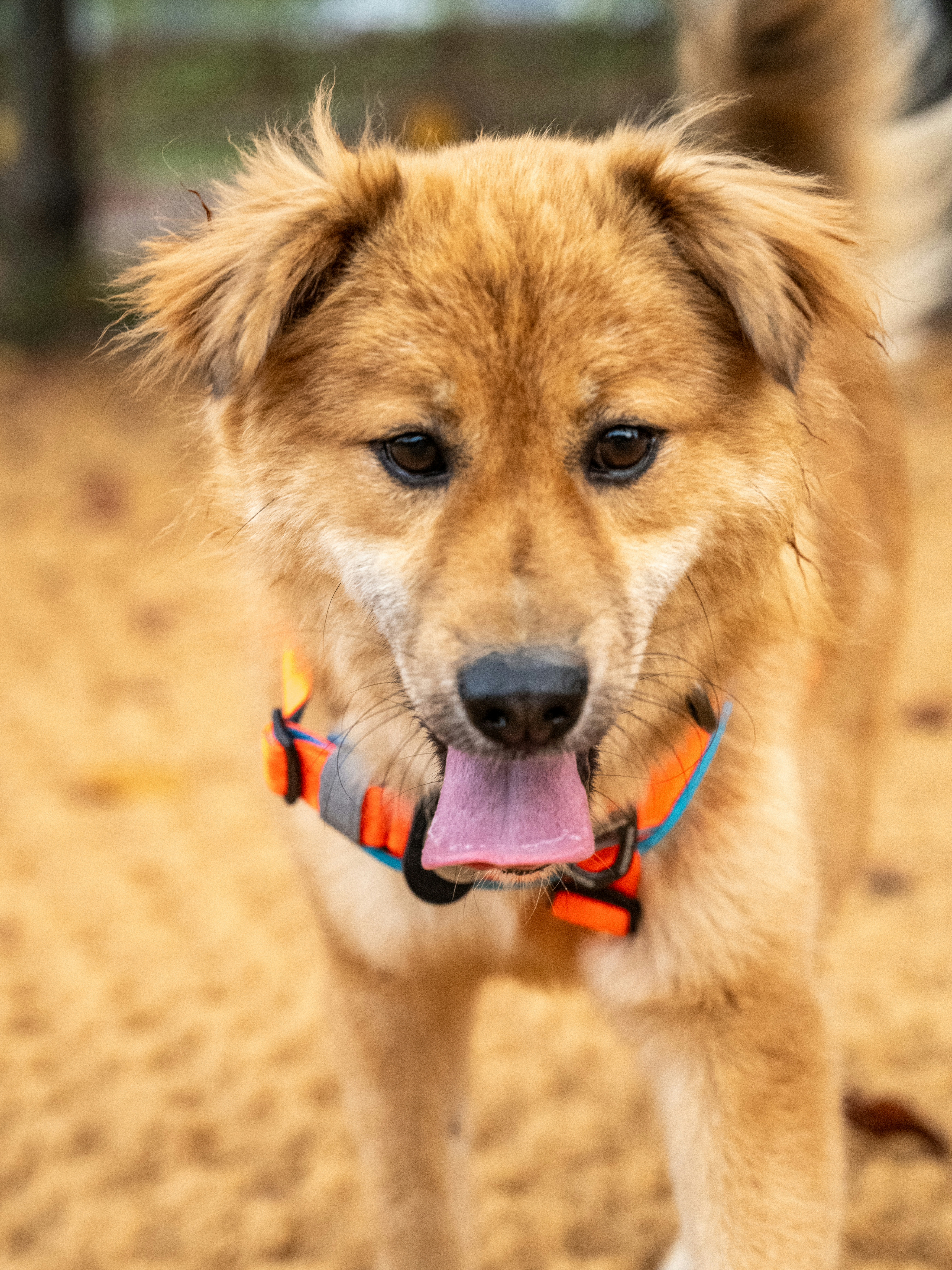 통통이 임시보호 한달 후기 2