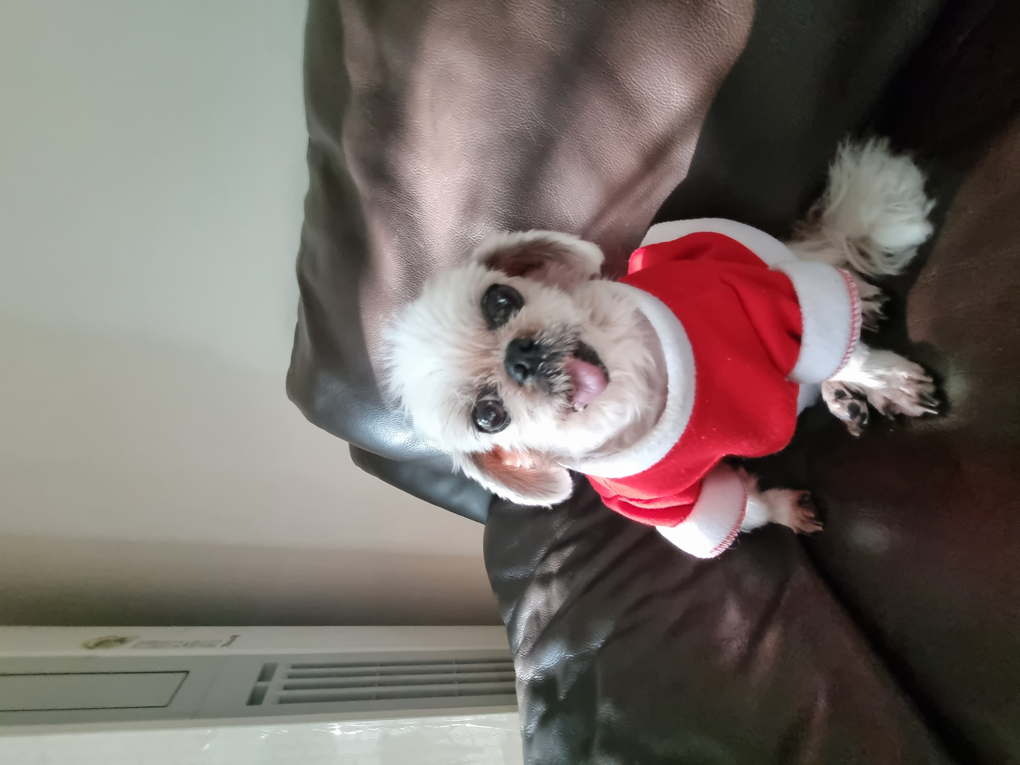 2016년에 가족으로 온 쪼맨이 '자두'의 근황