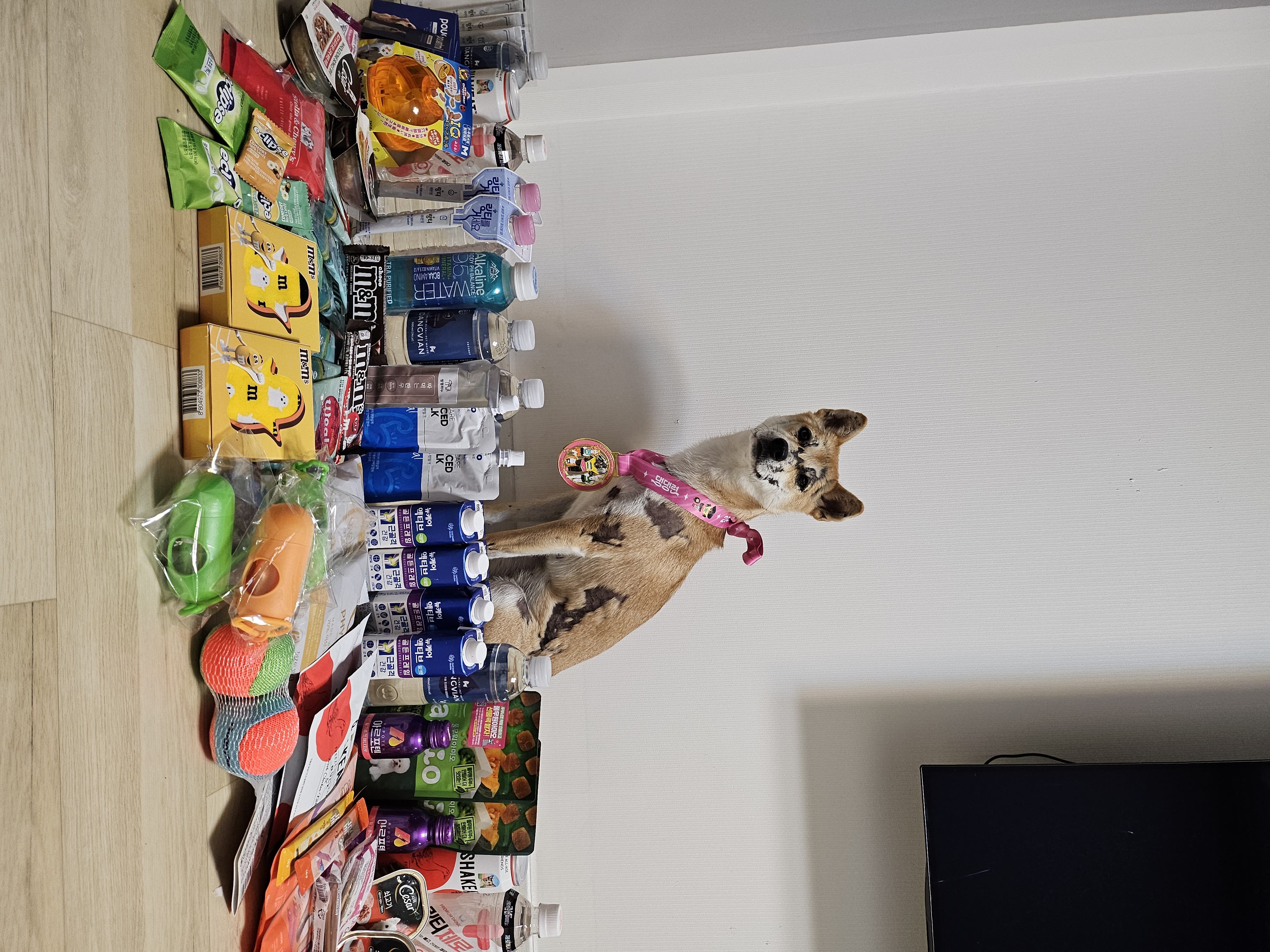 이솔이네 임시보호 세달차 후기!