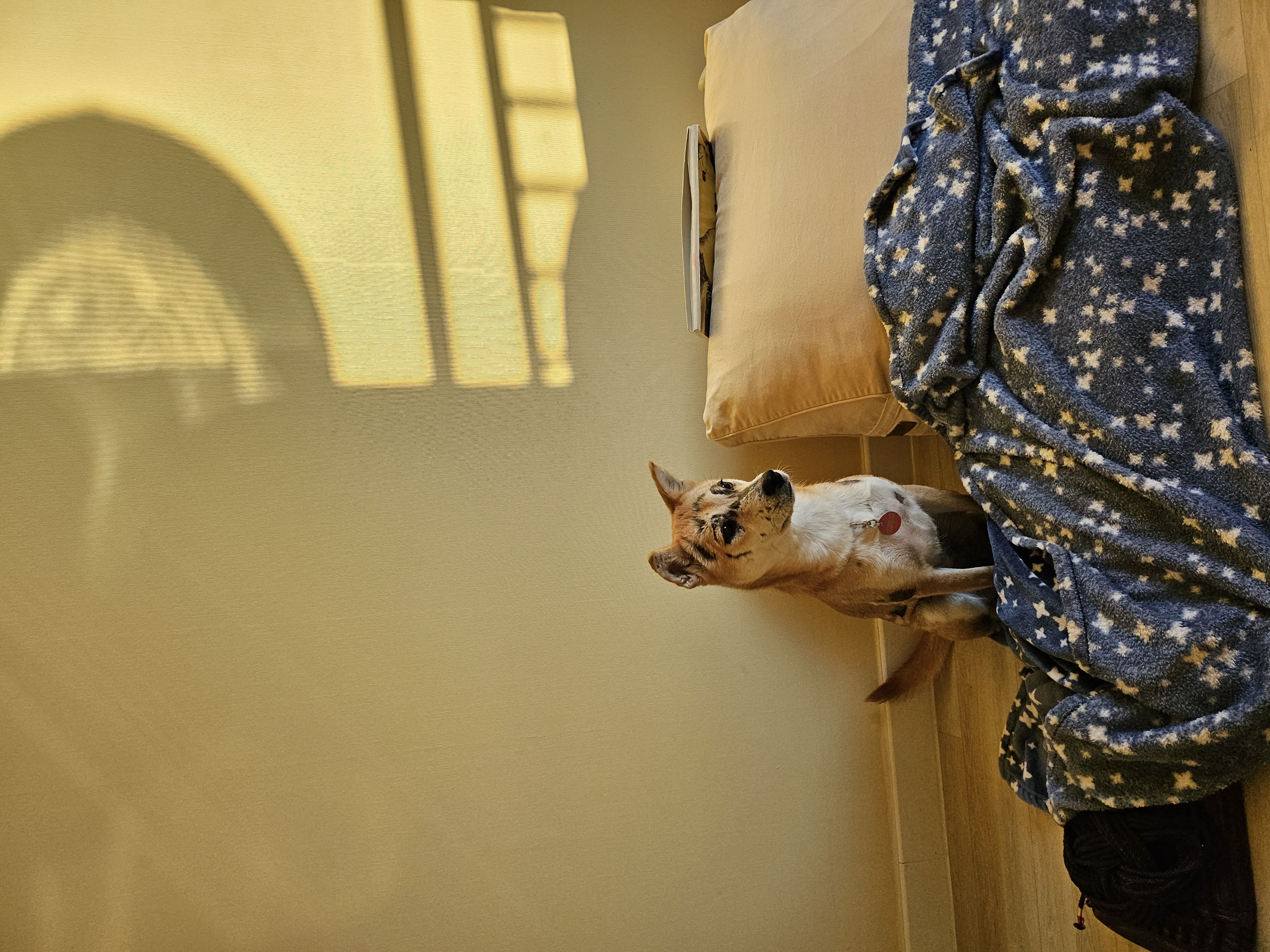 이솔이네 임시보호 세달차 후기!