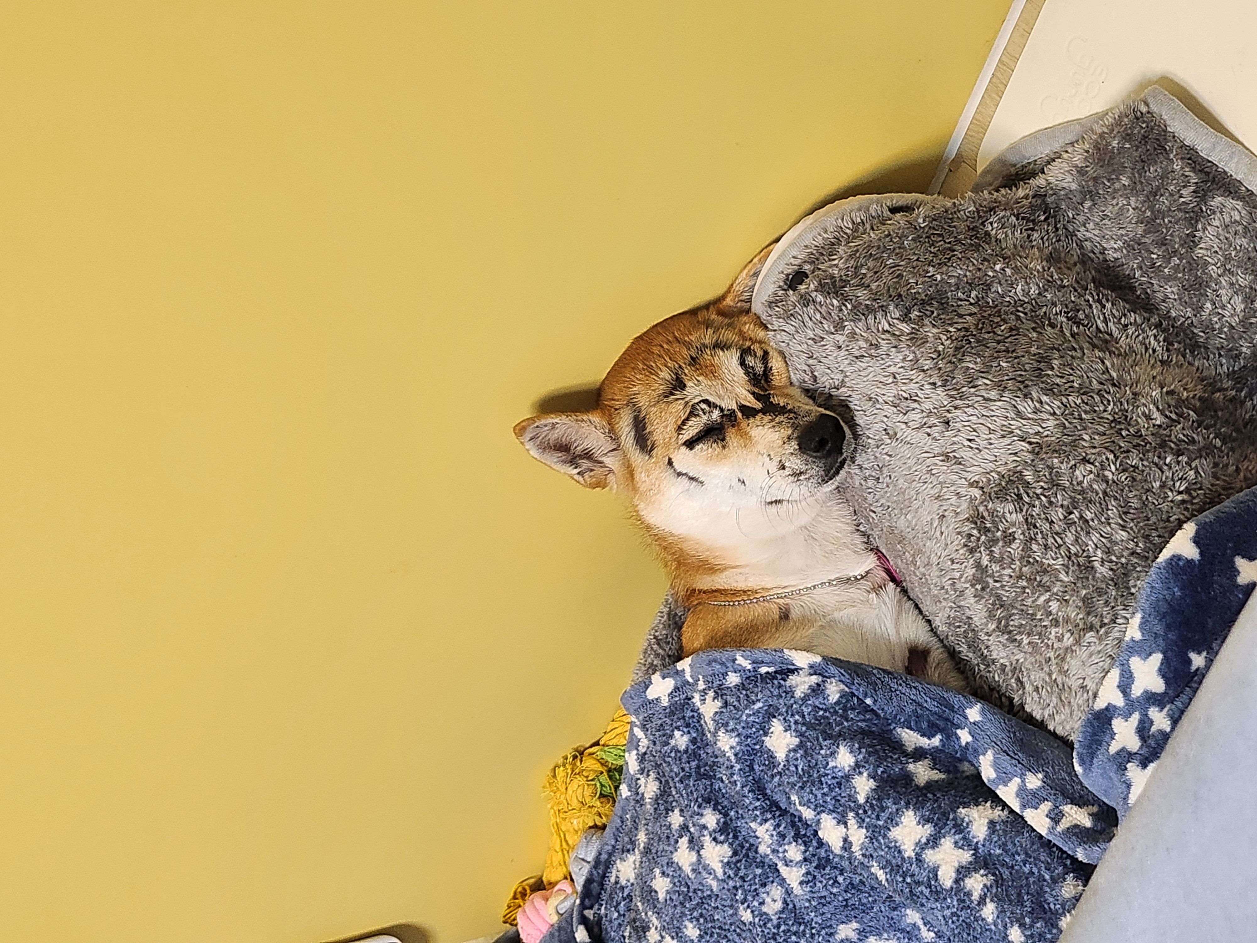 이솔이네 임시보호 세달차 후기!