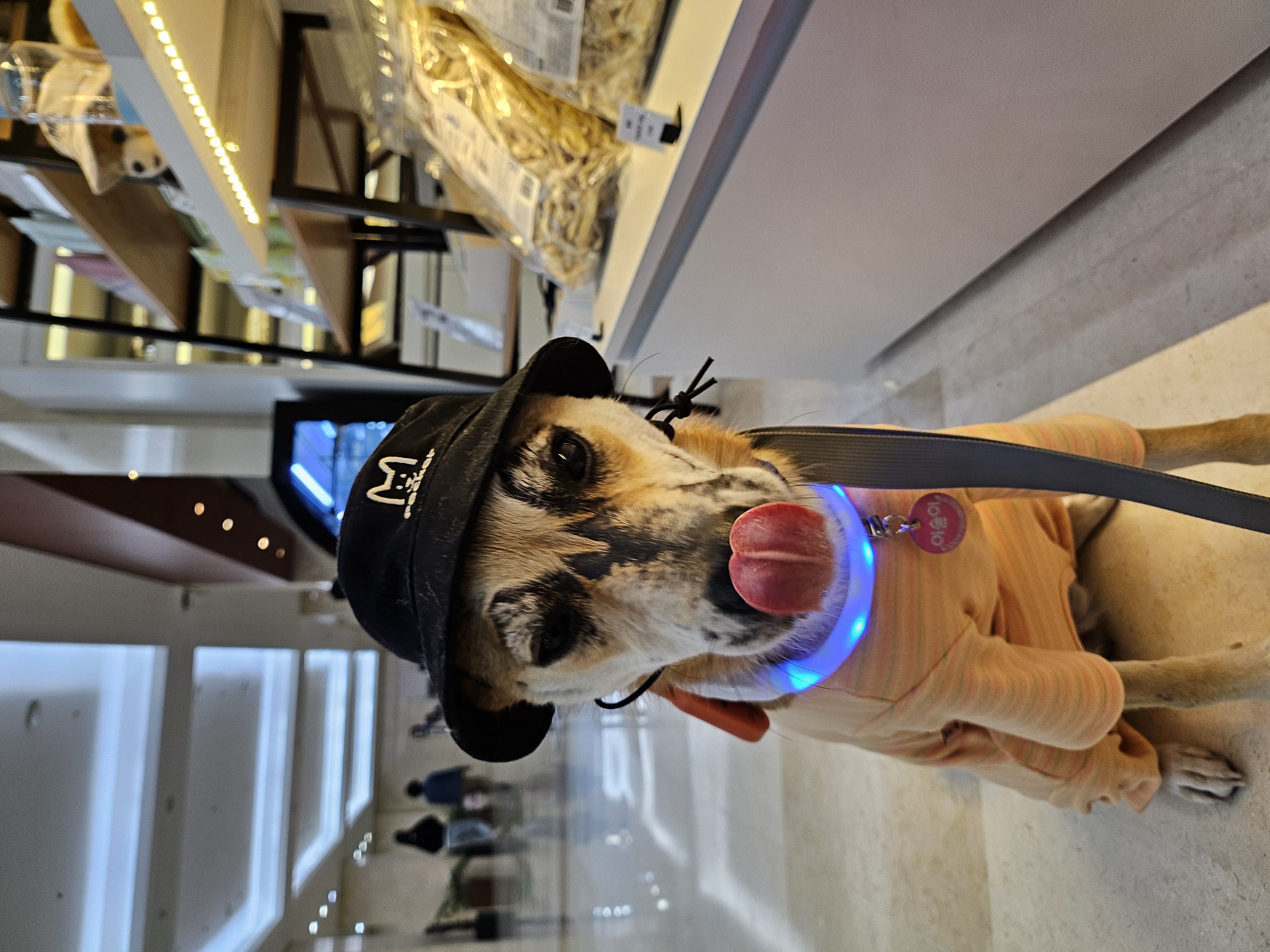 이솔이네 임시보호 세달차 후기!