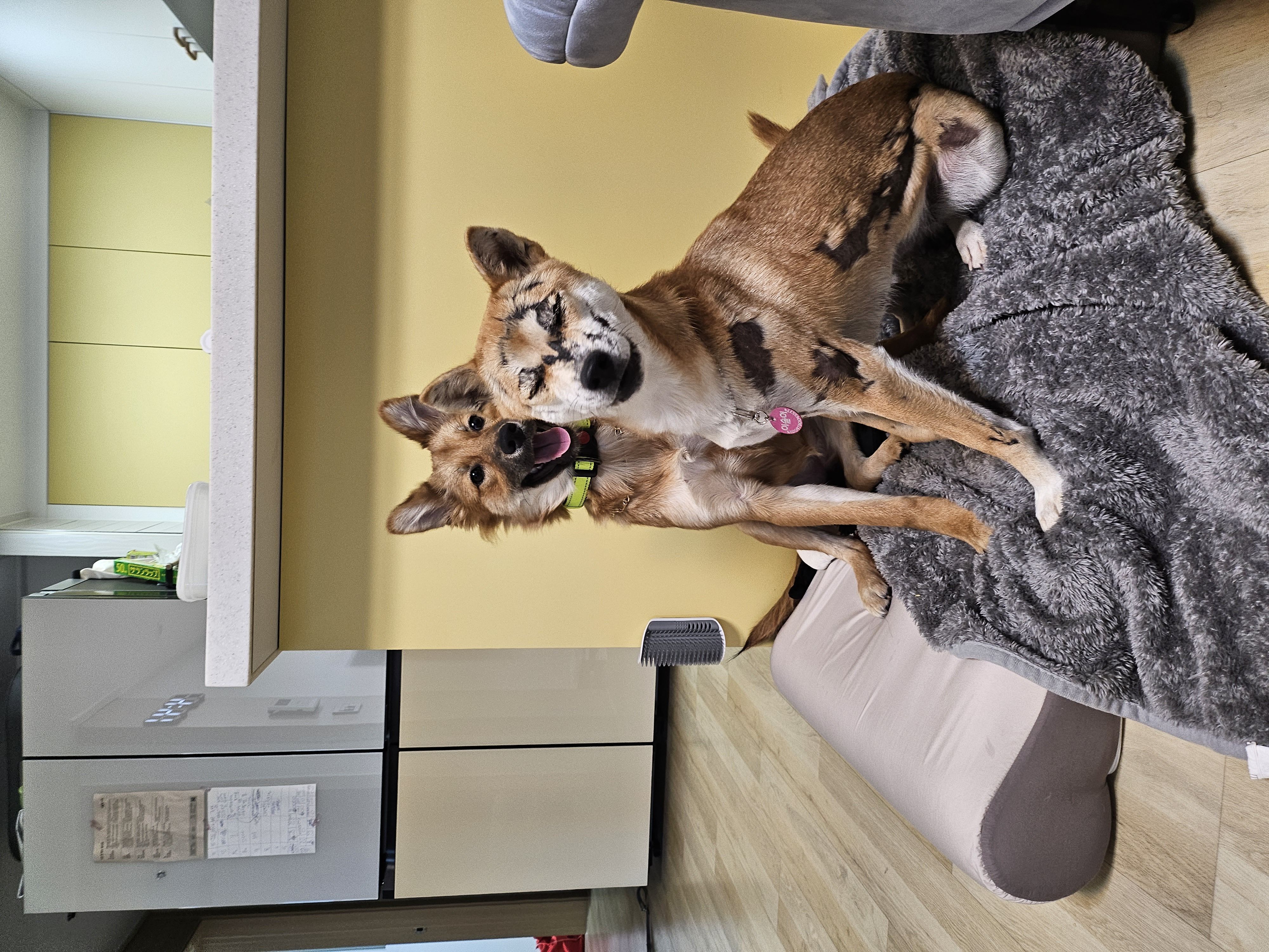 이솔이네 임시보호 세달차 후기!