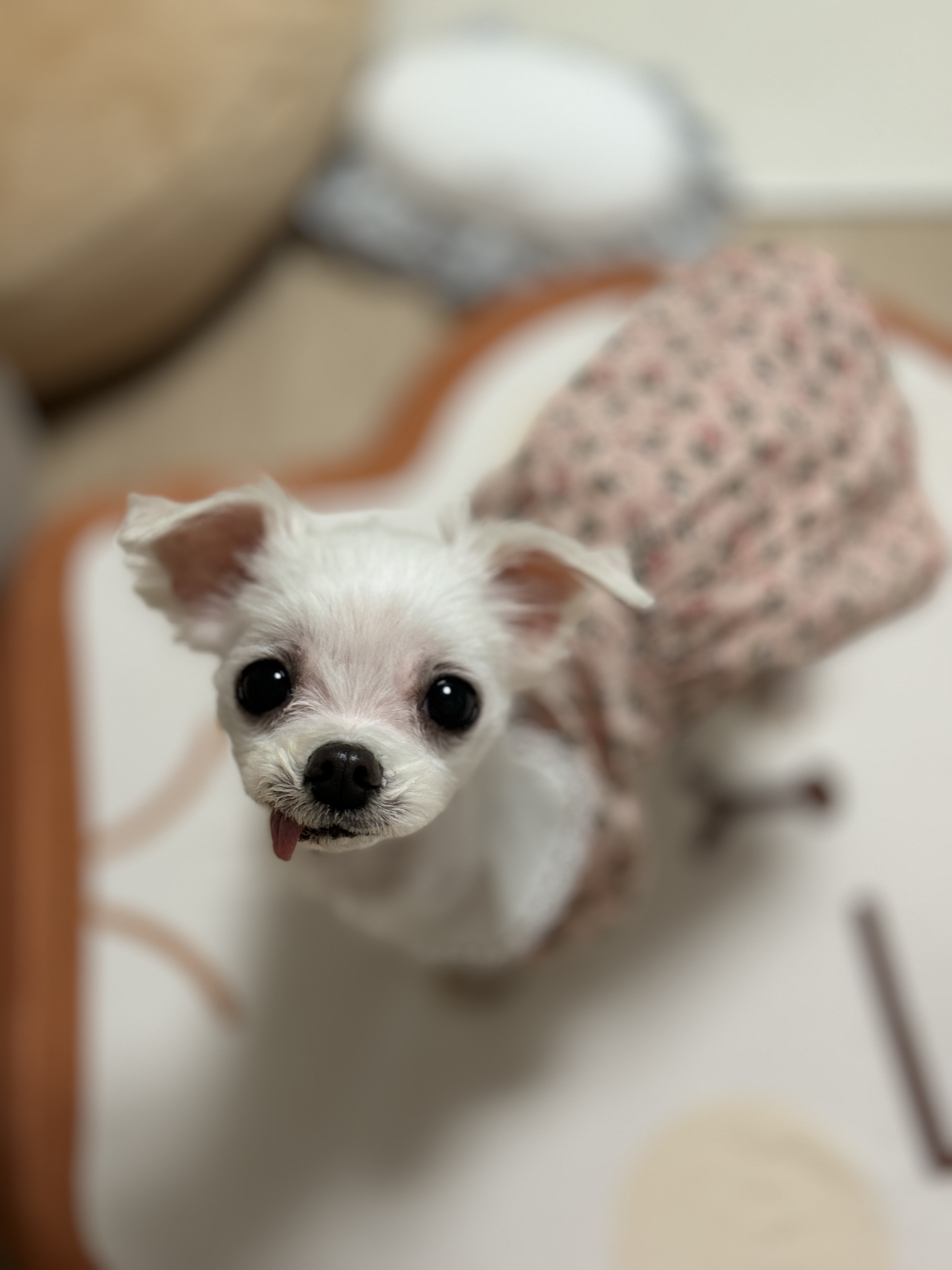 아림이(양구-31) 임시보호 일주일