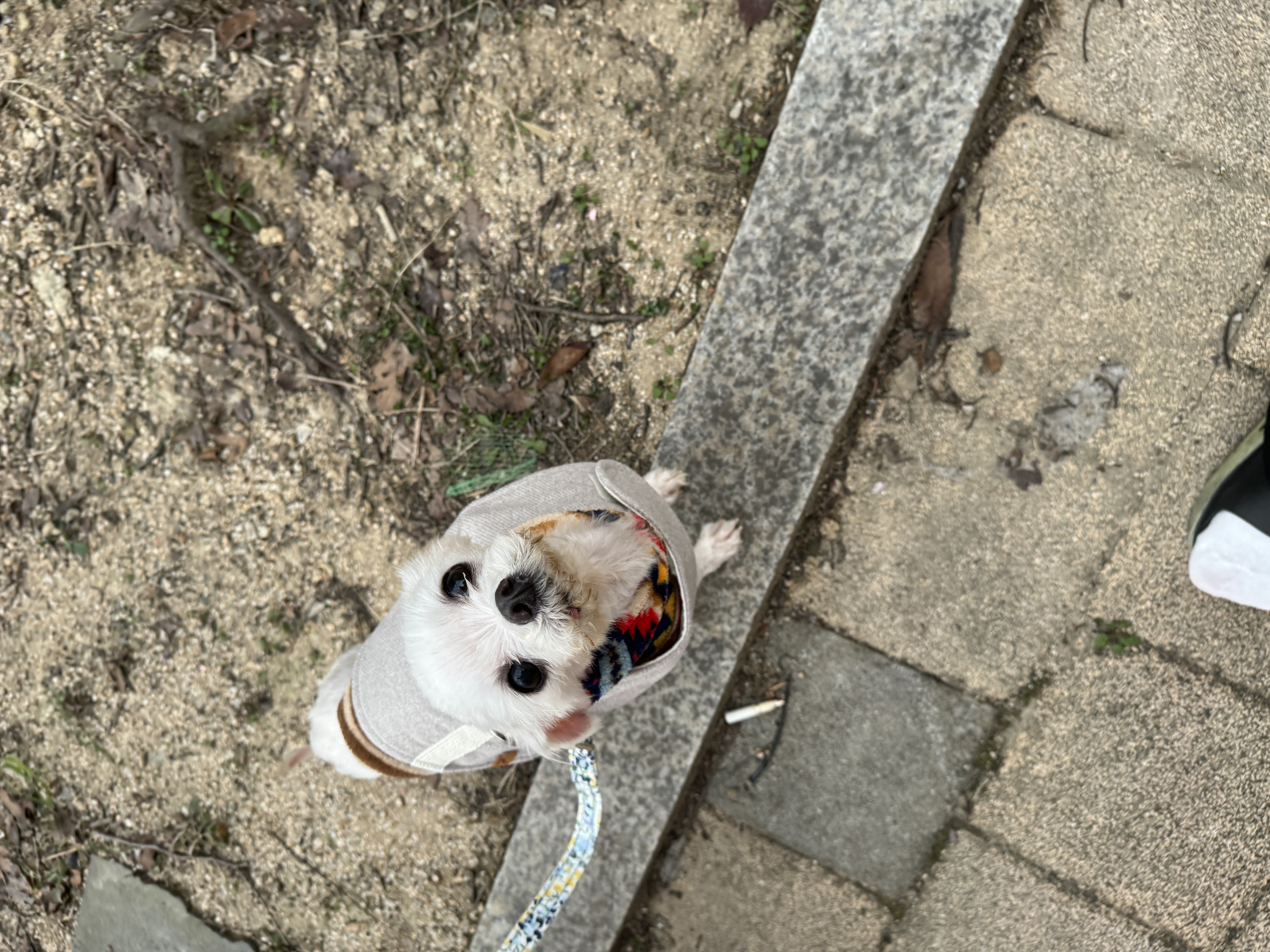 아림이(양구-31) 임시보호 일주일