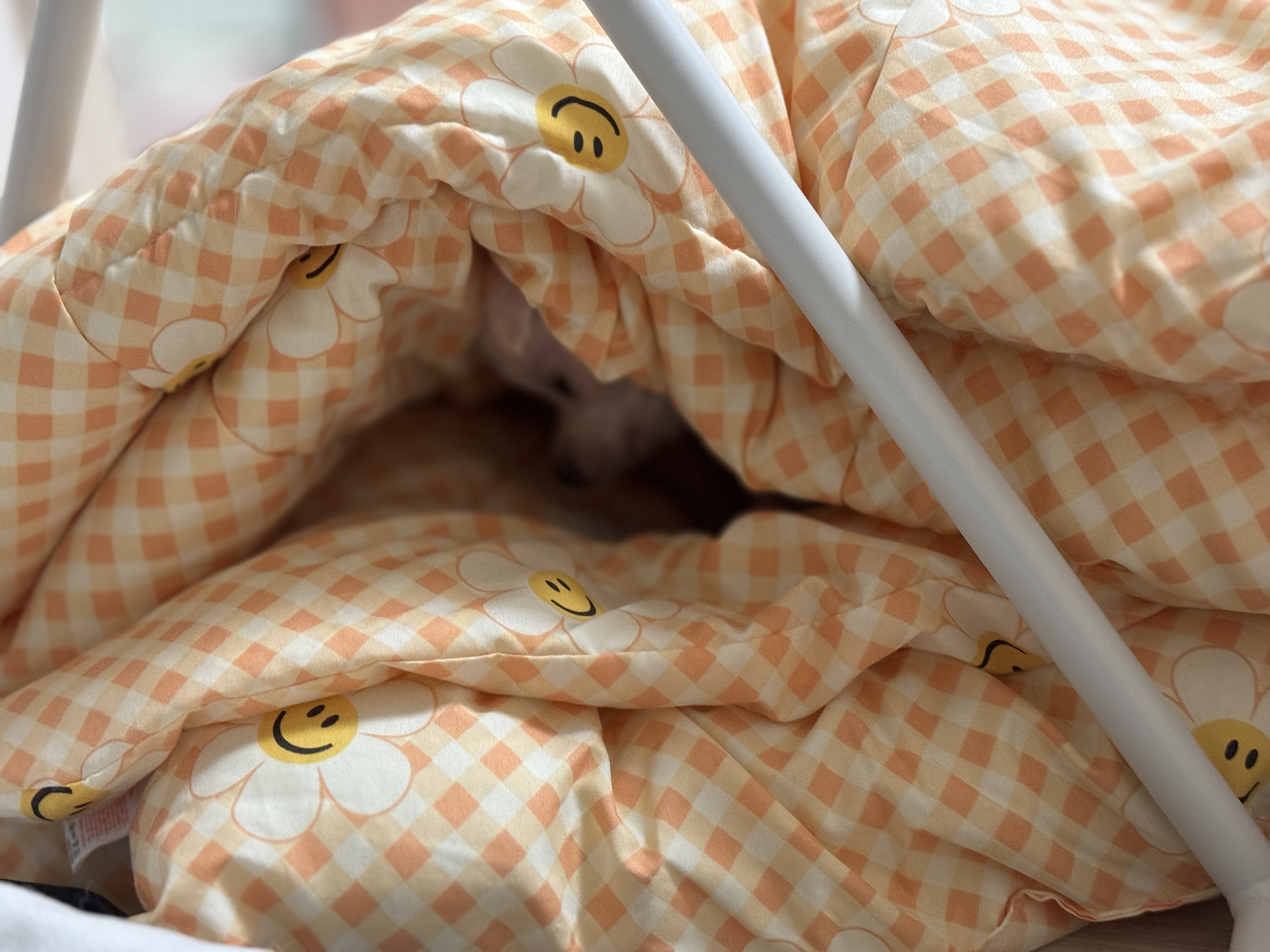 아림이(양구-31) 임시보호 일주일