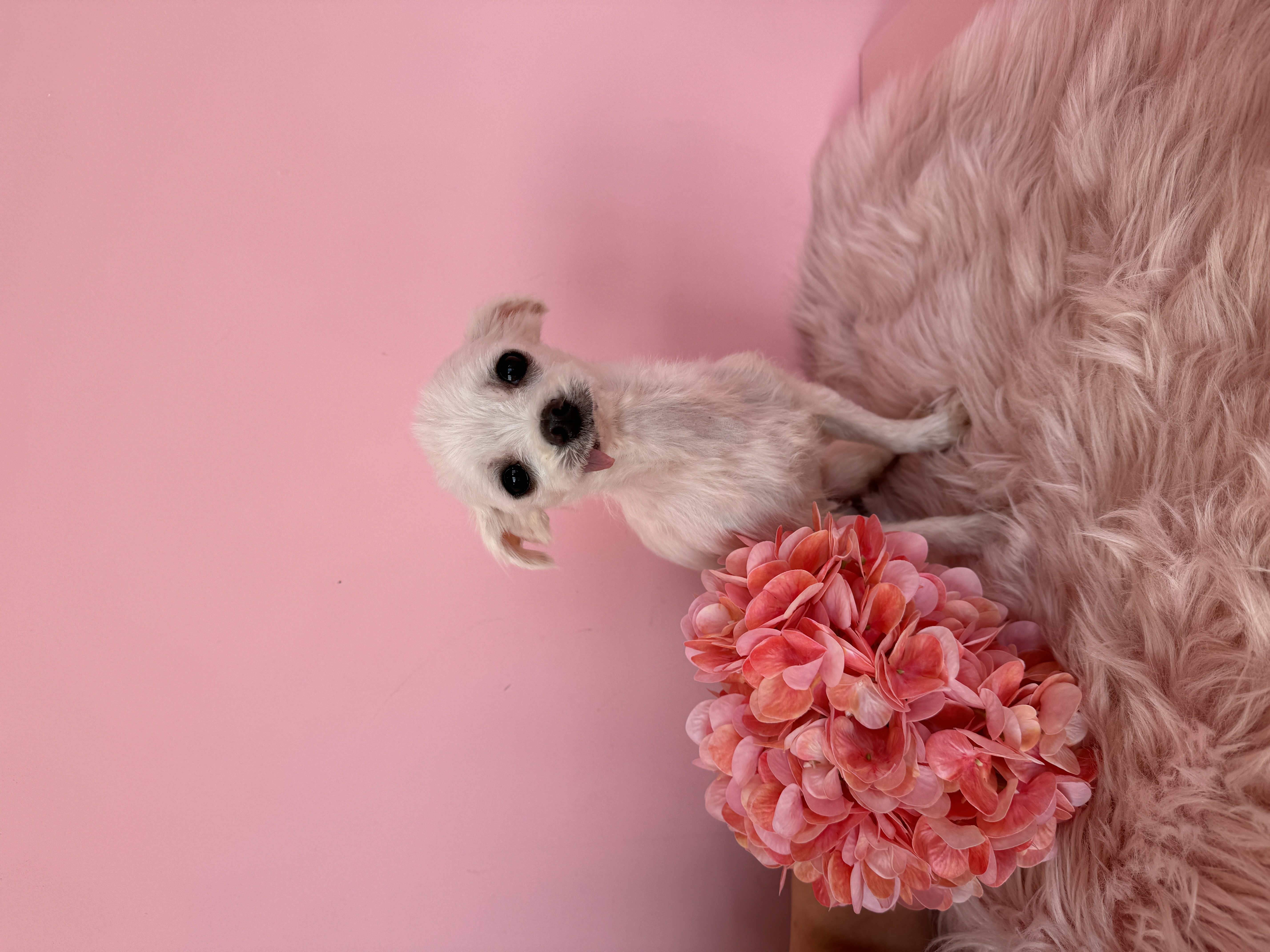 아림이(양구-31) 임시보호 일주일