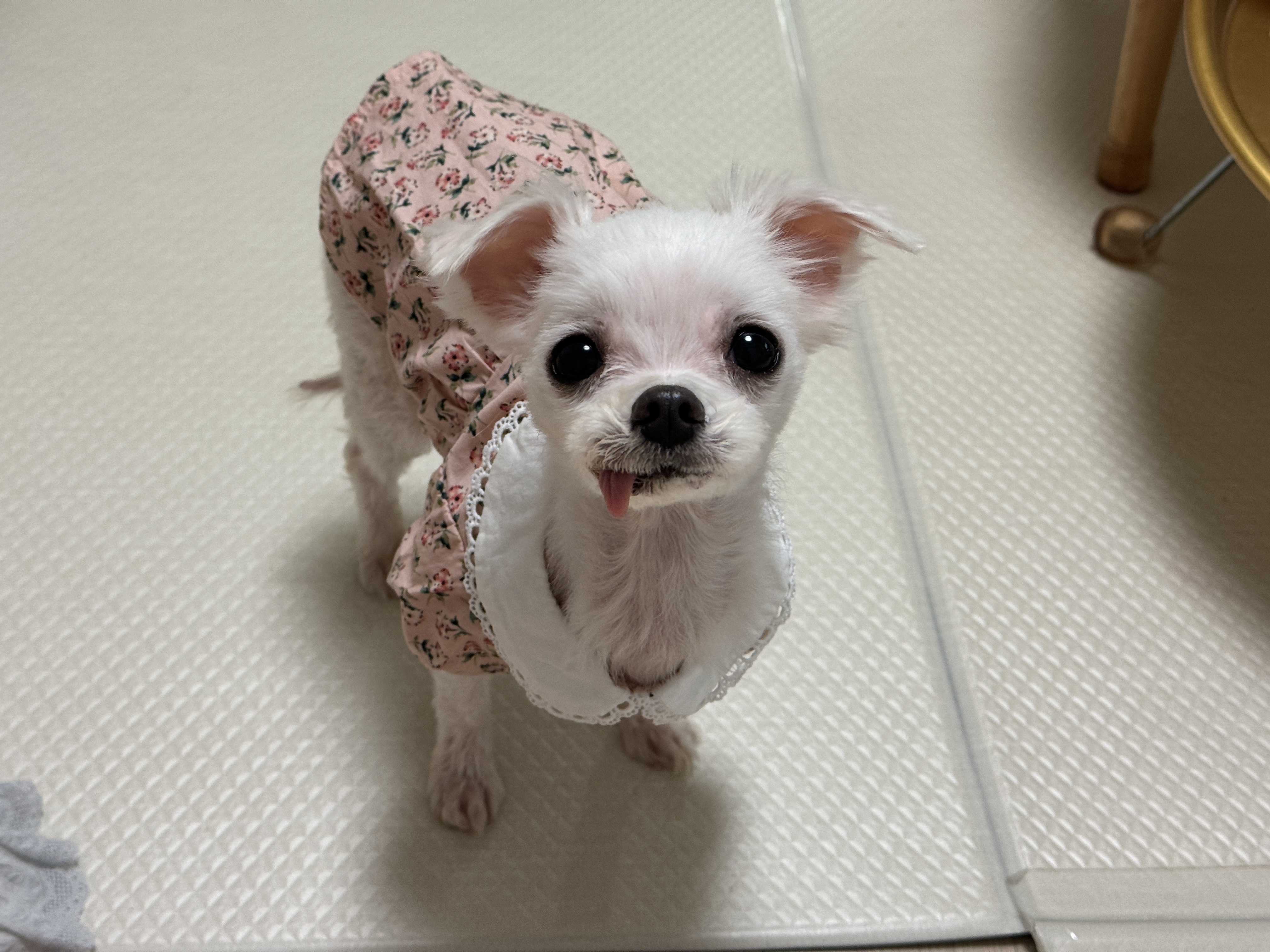 아림이(양구-31) 임시보호 일주일