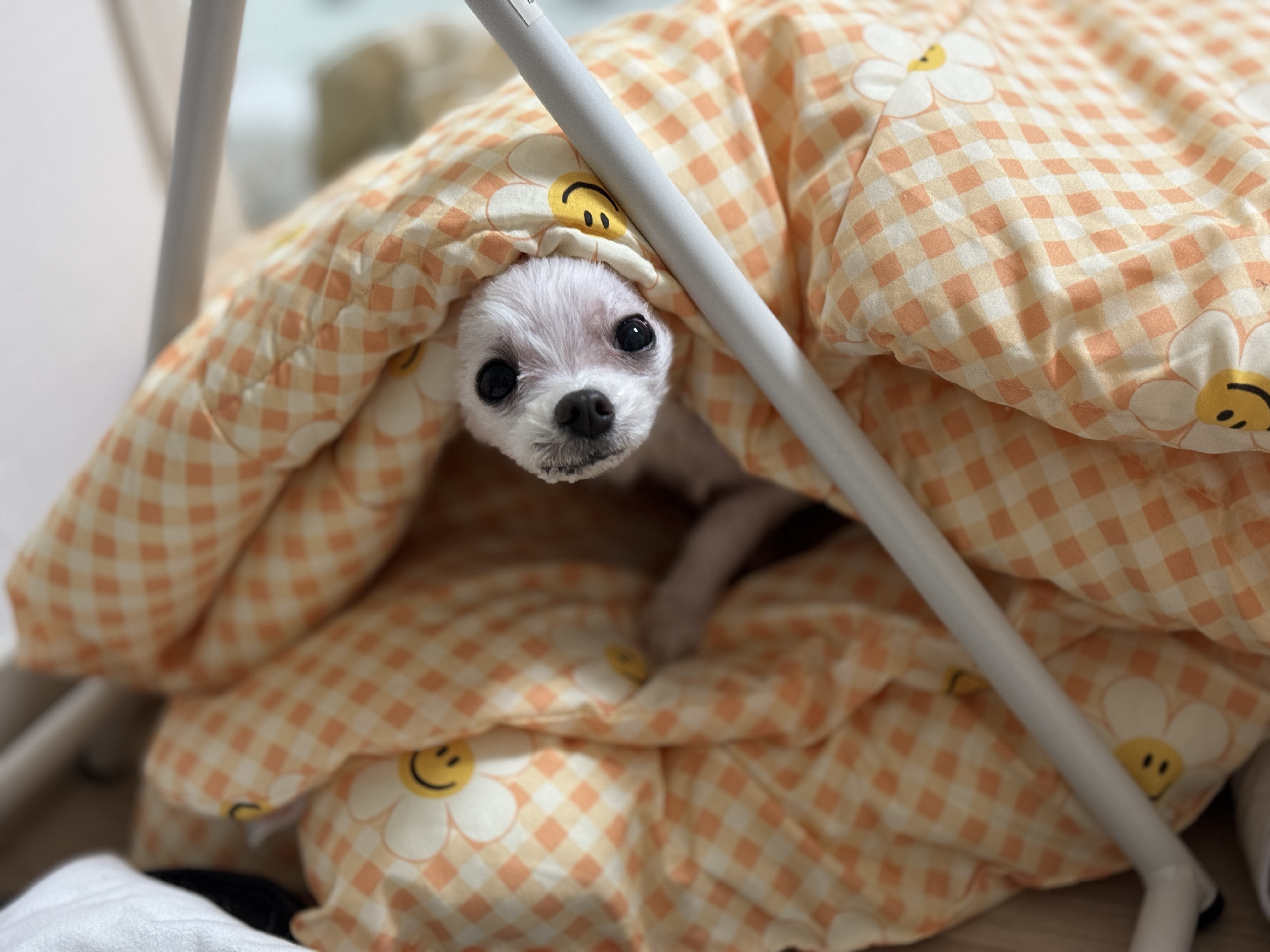 아림이(양구-31) 임시보호 일주일