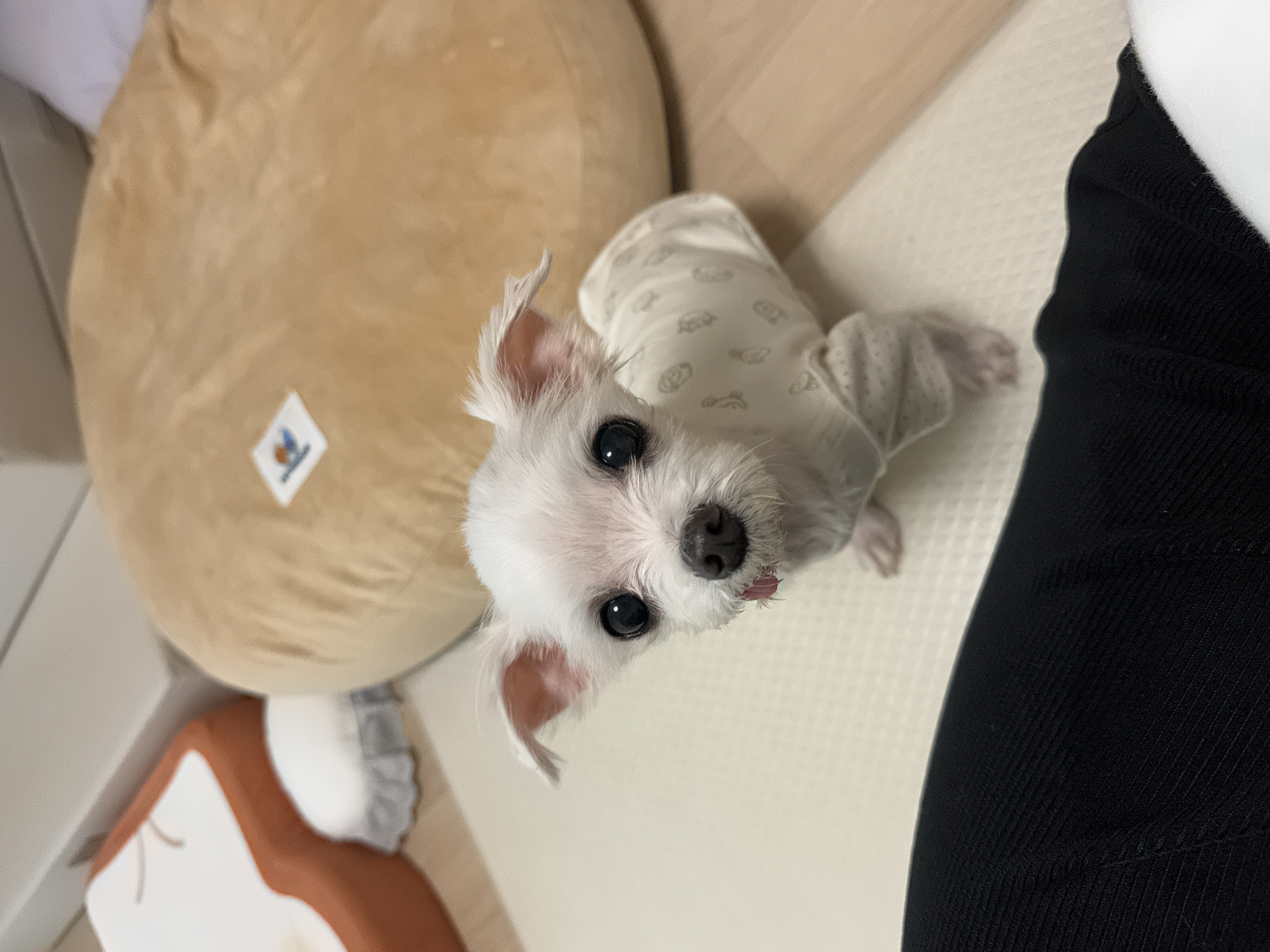 아림이(양구-31) 임시보호 일주일