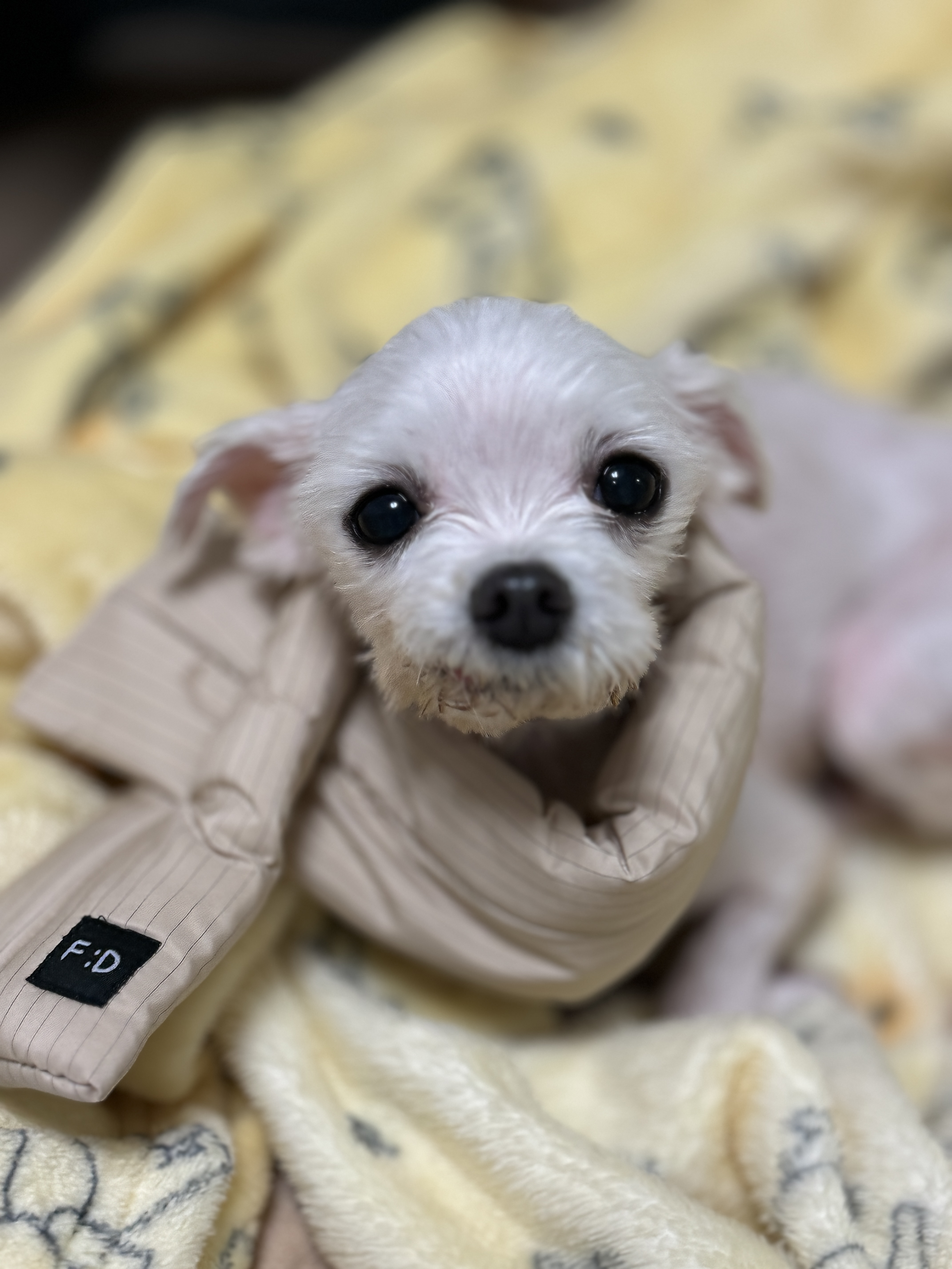 아림이(양구-31) 임시보호 일주일