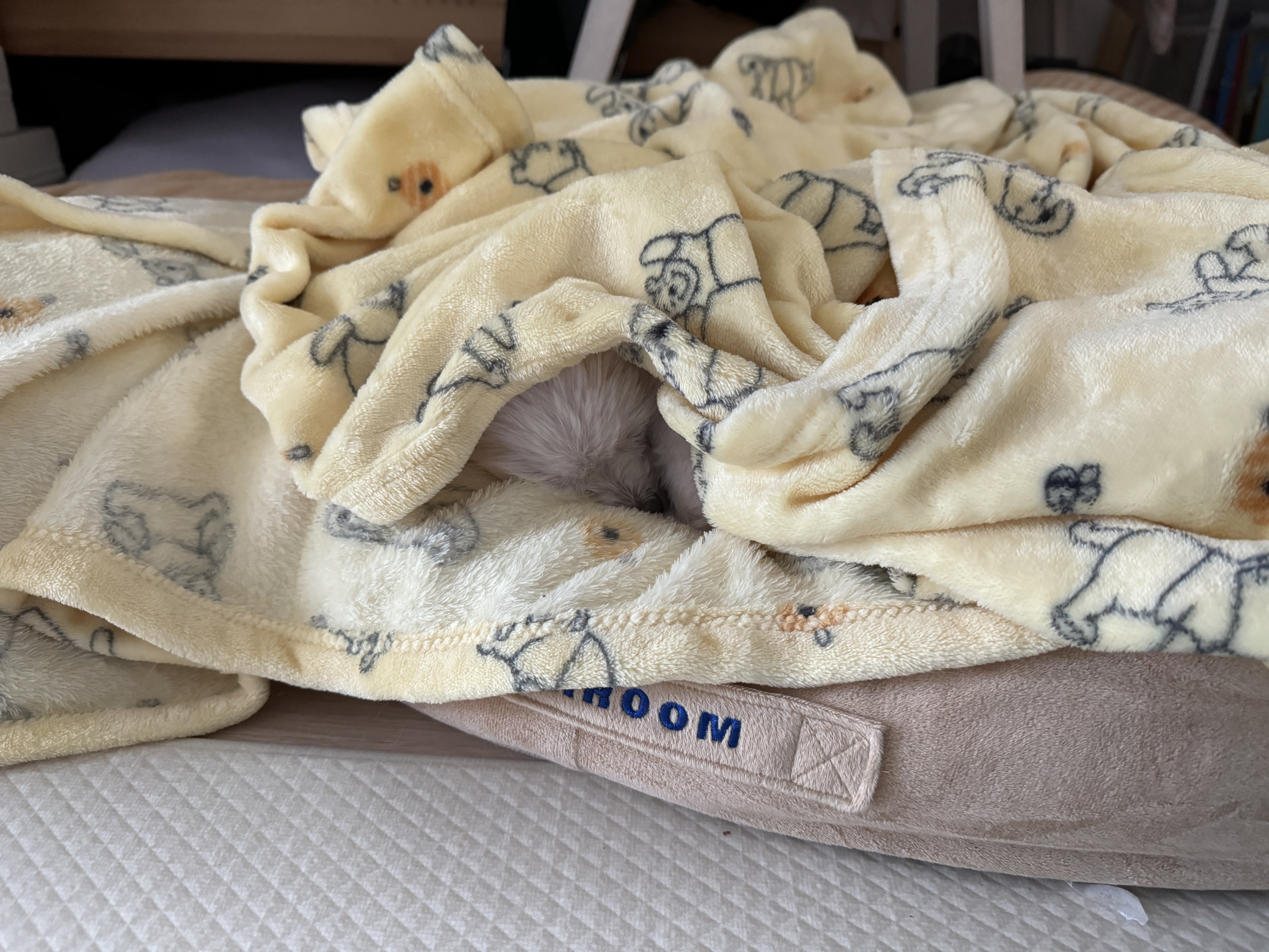 아림이(양구-31) 임시보호 일주일