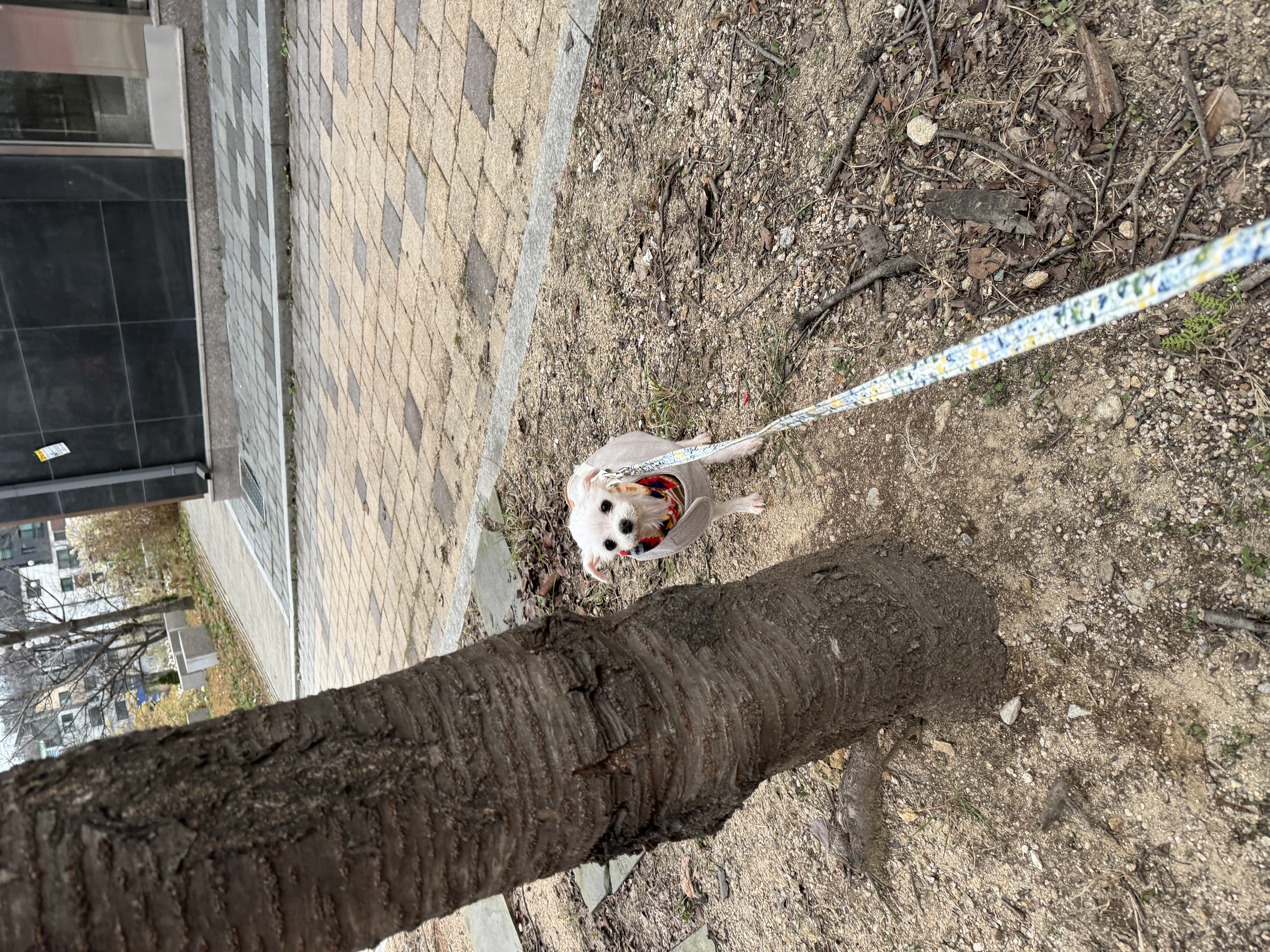 아림이(양구-31) 임시보호 일주일