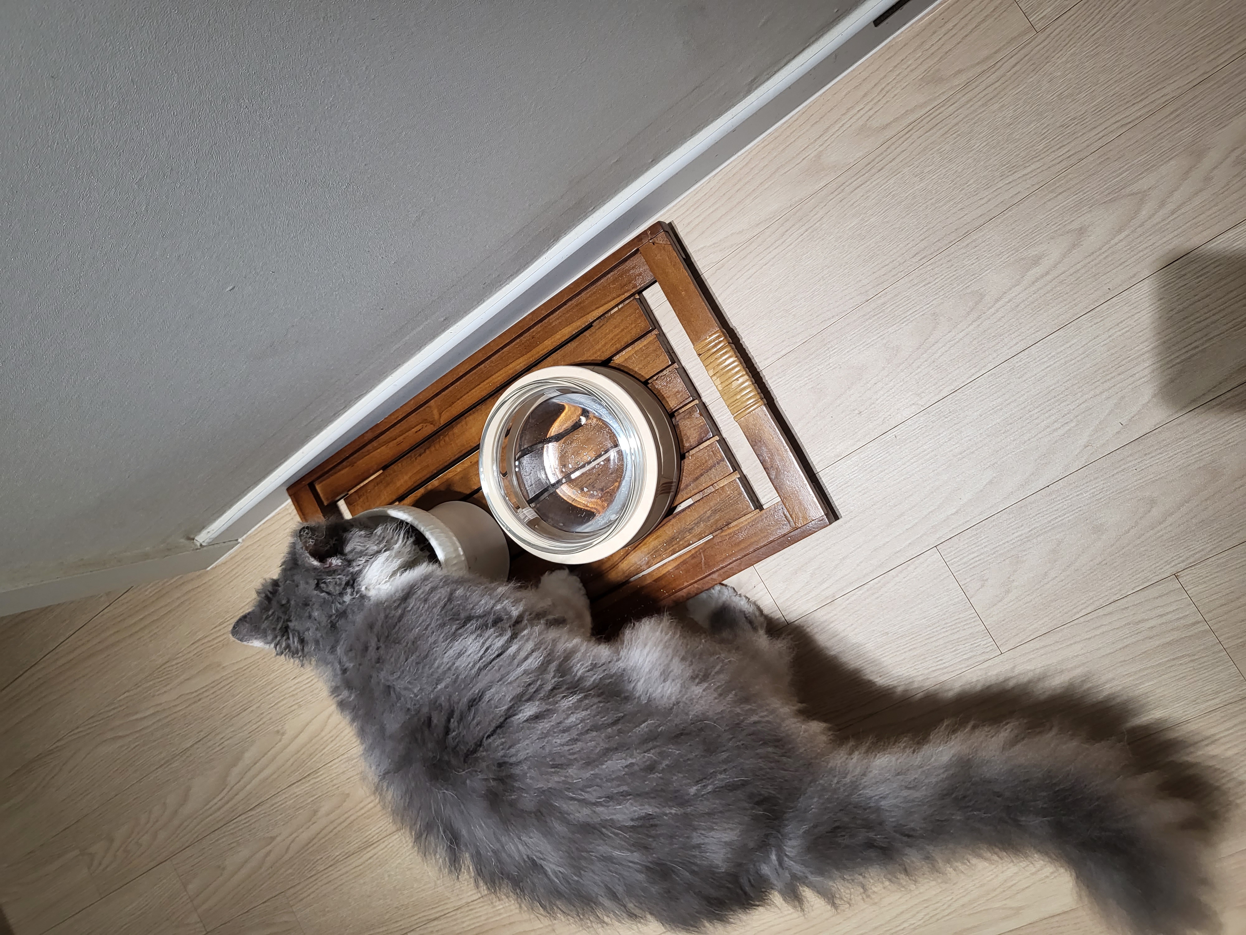 마포불법 번식장 구조된 영순이>고팡이 일주일 후기입니다.