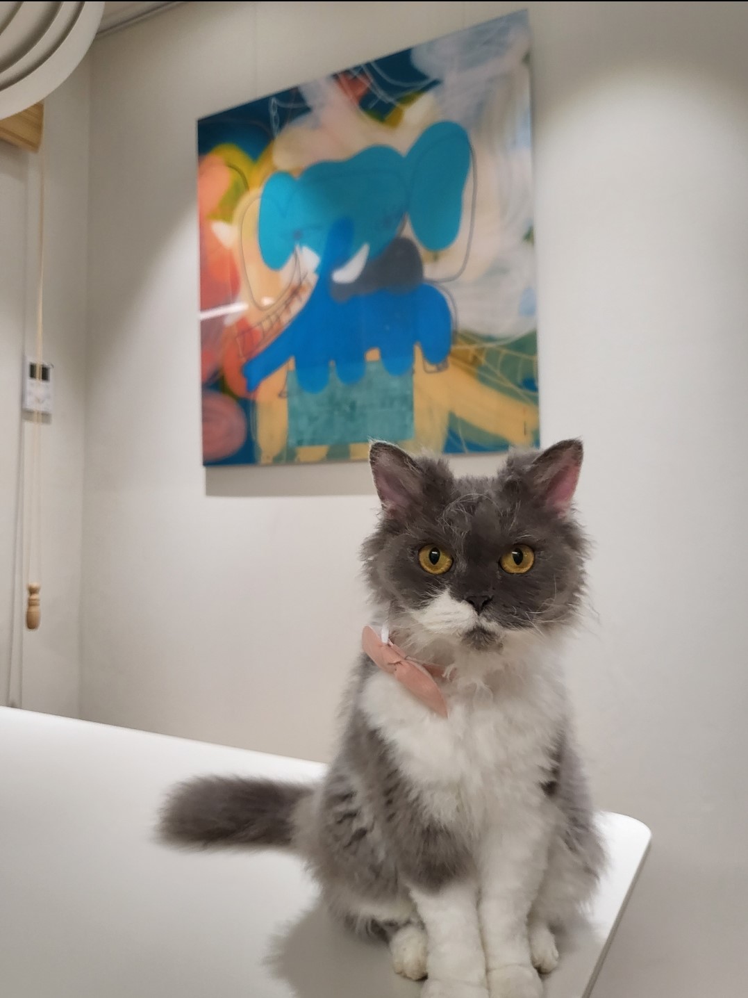 마포불법 번식장 구조된 영순이>고팡이 일주일 후기입니다.