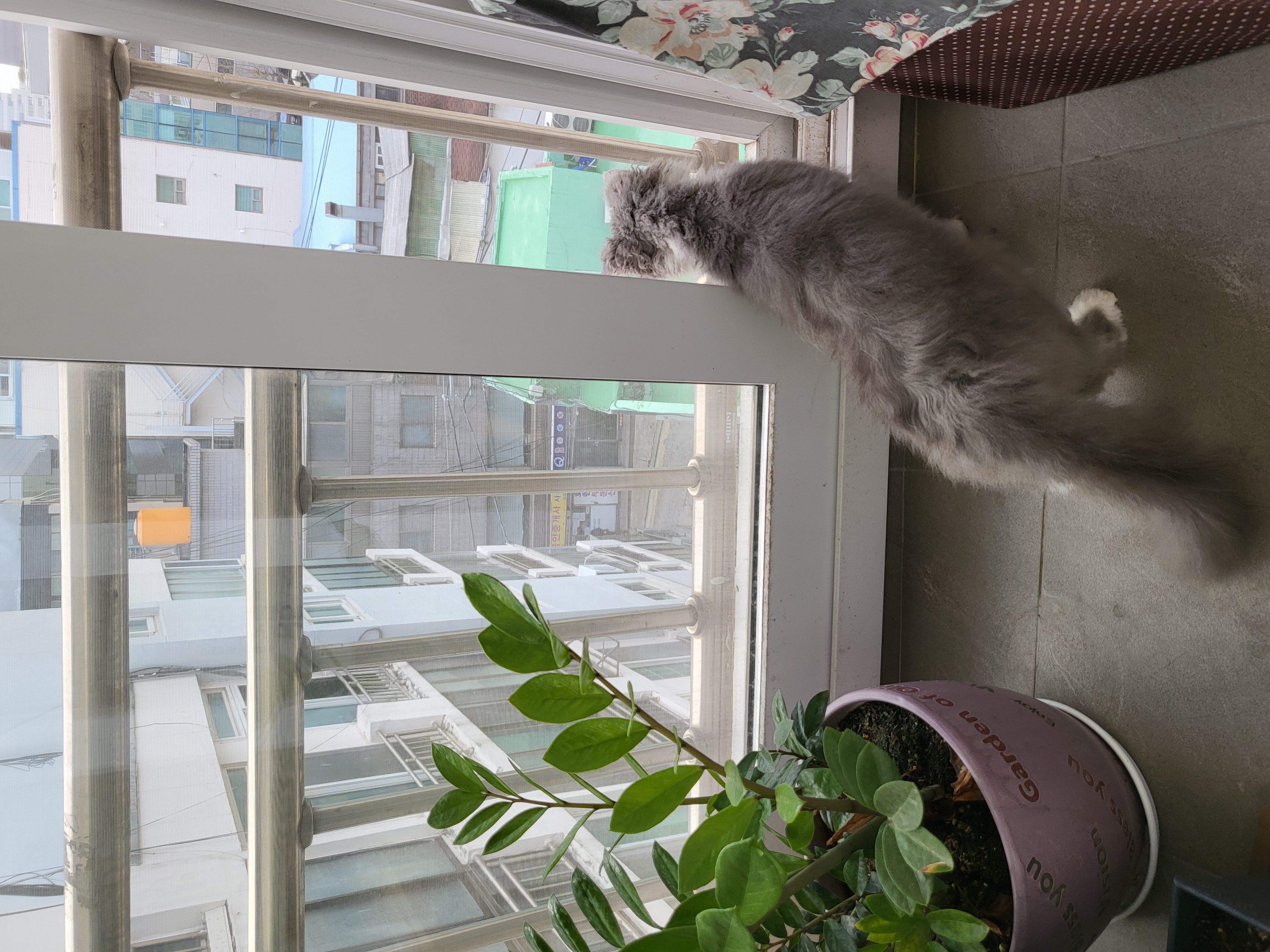 마포불법 번식장 구조된 영순이>고팡이 일주일 후기입니다.