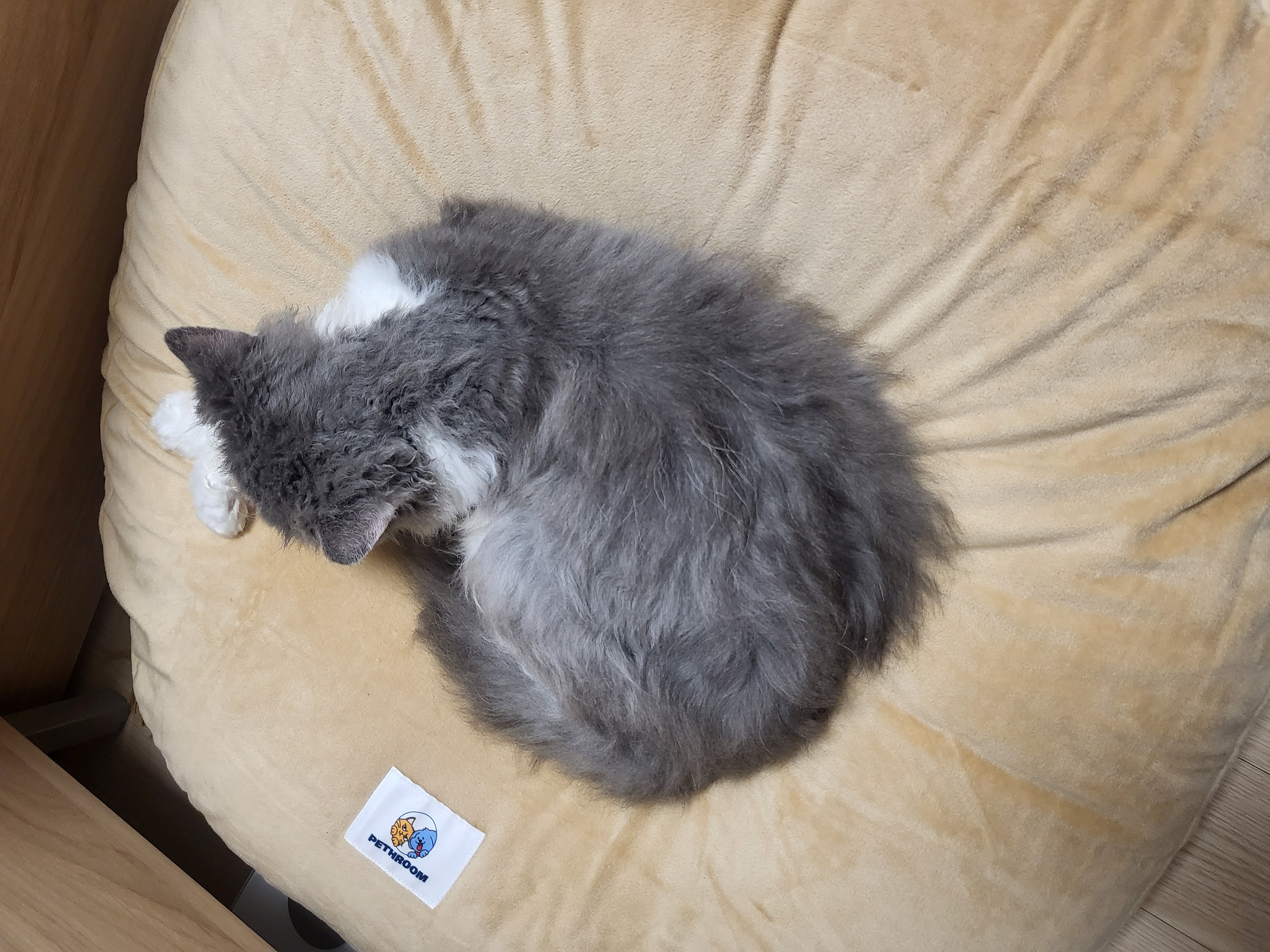 마포불법 번식장 구조된 영순이>고팡이 일주일 후기입니다.